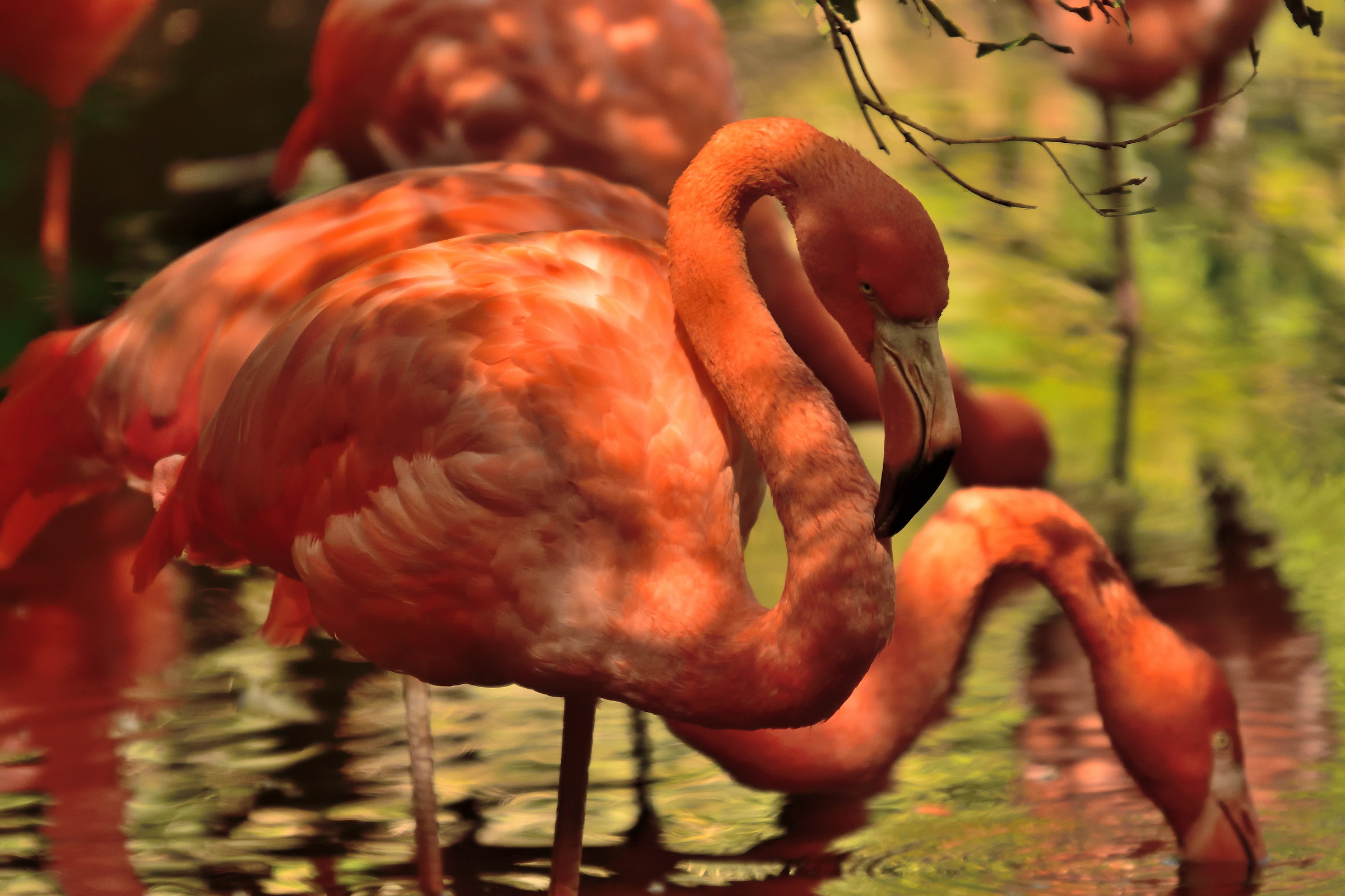 pink flamingo