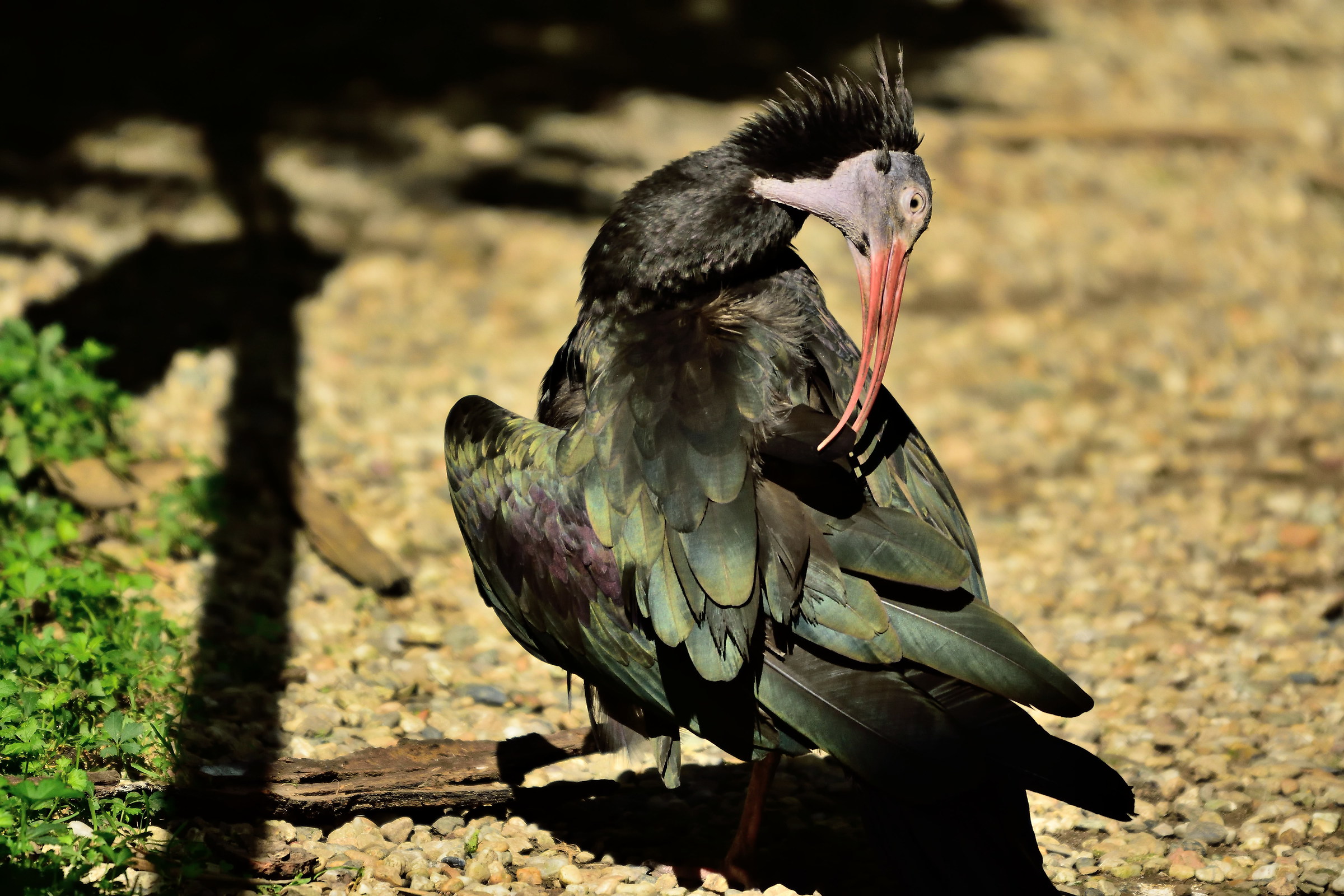 black ibis