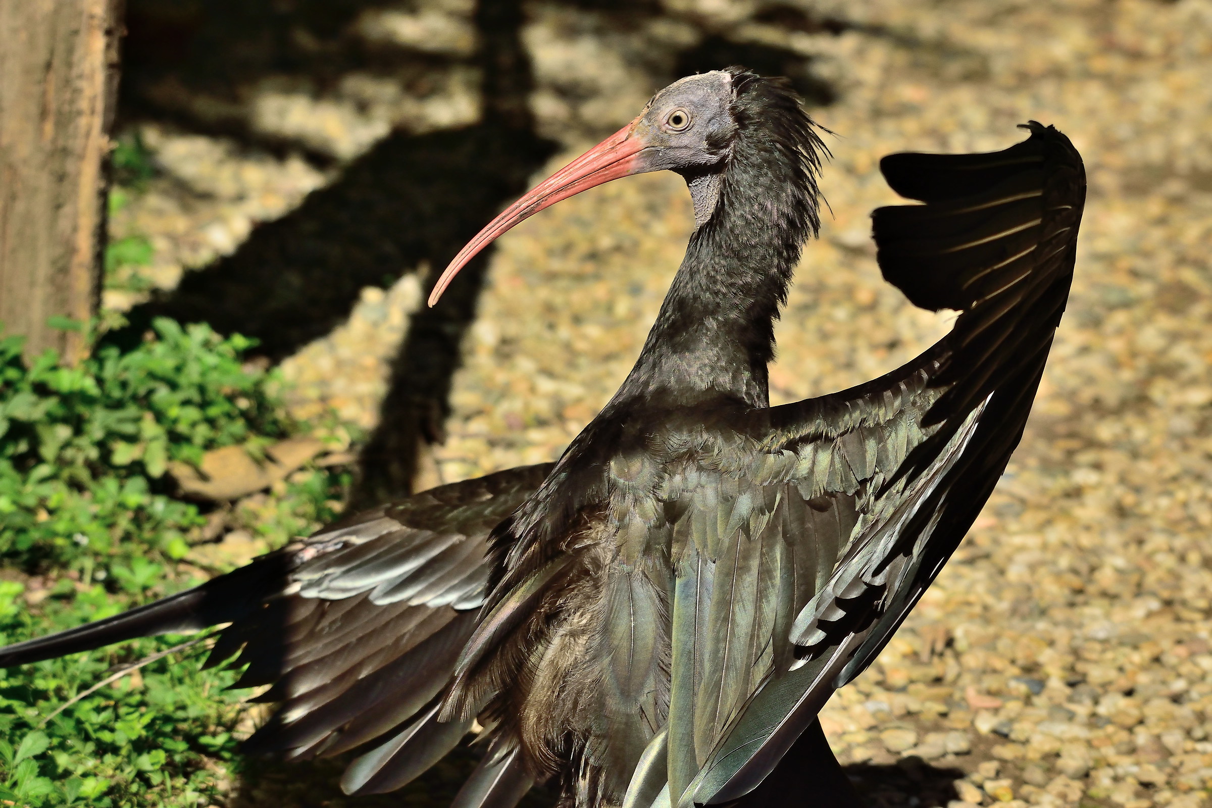 black ibis
