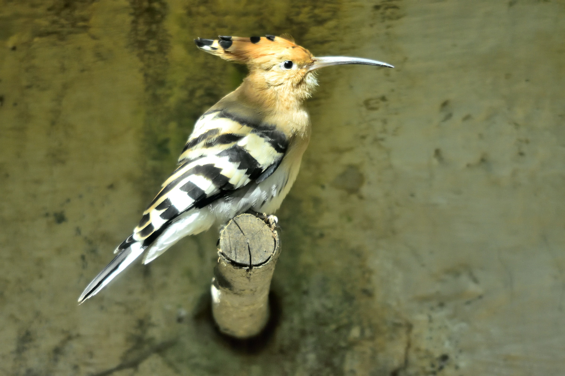 hoopoe
