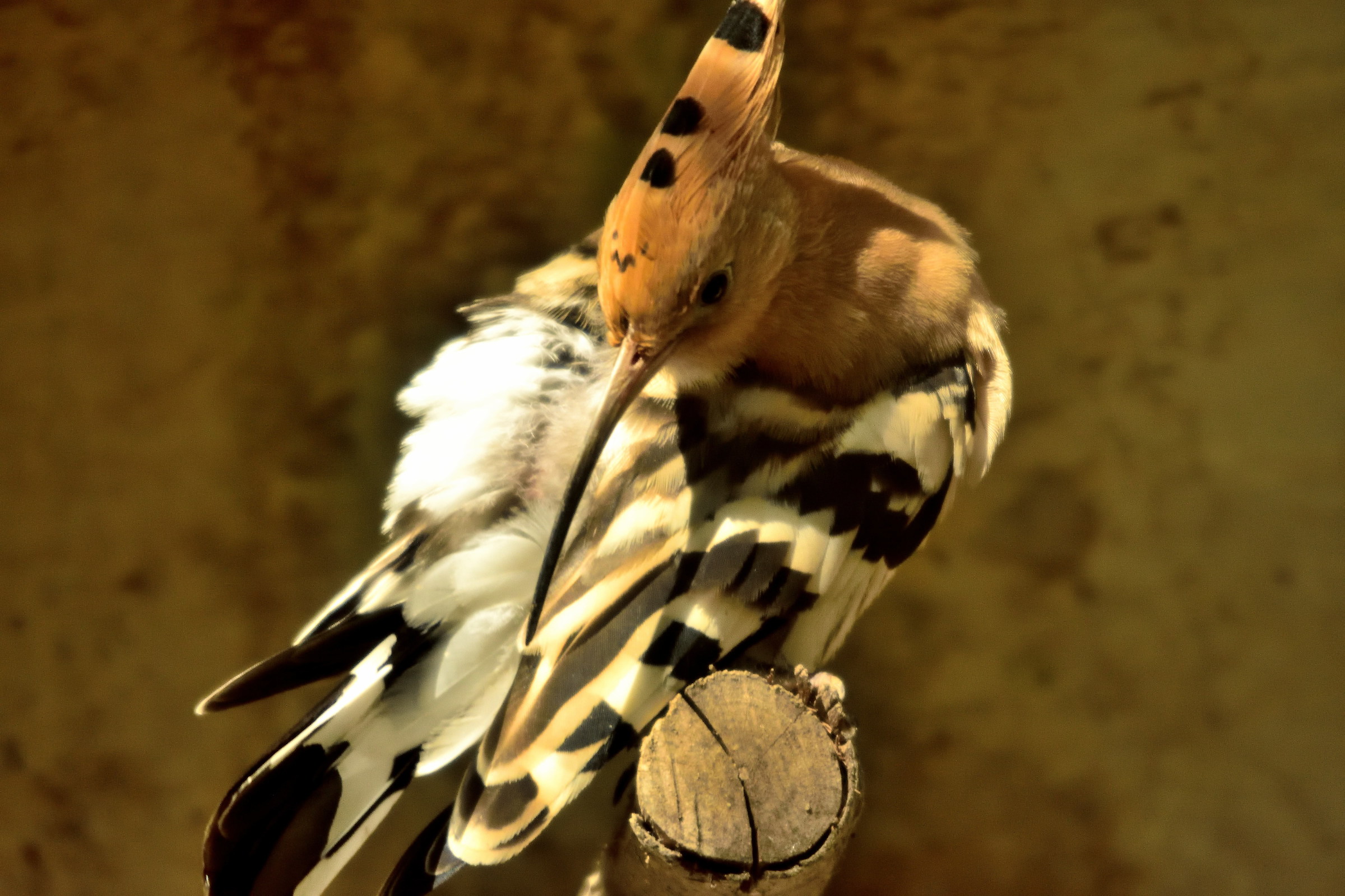 hoopoe