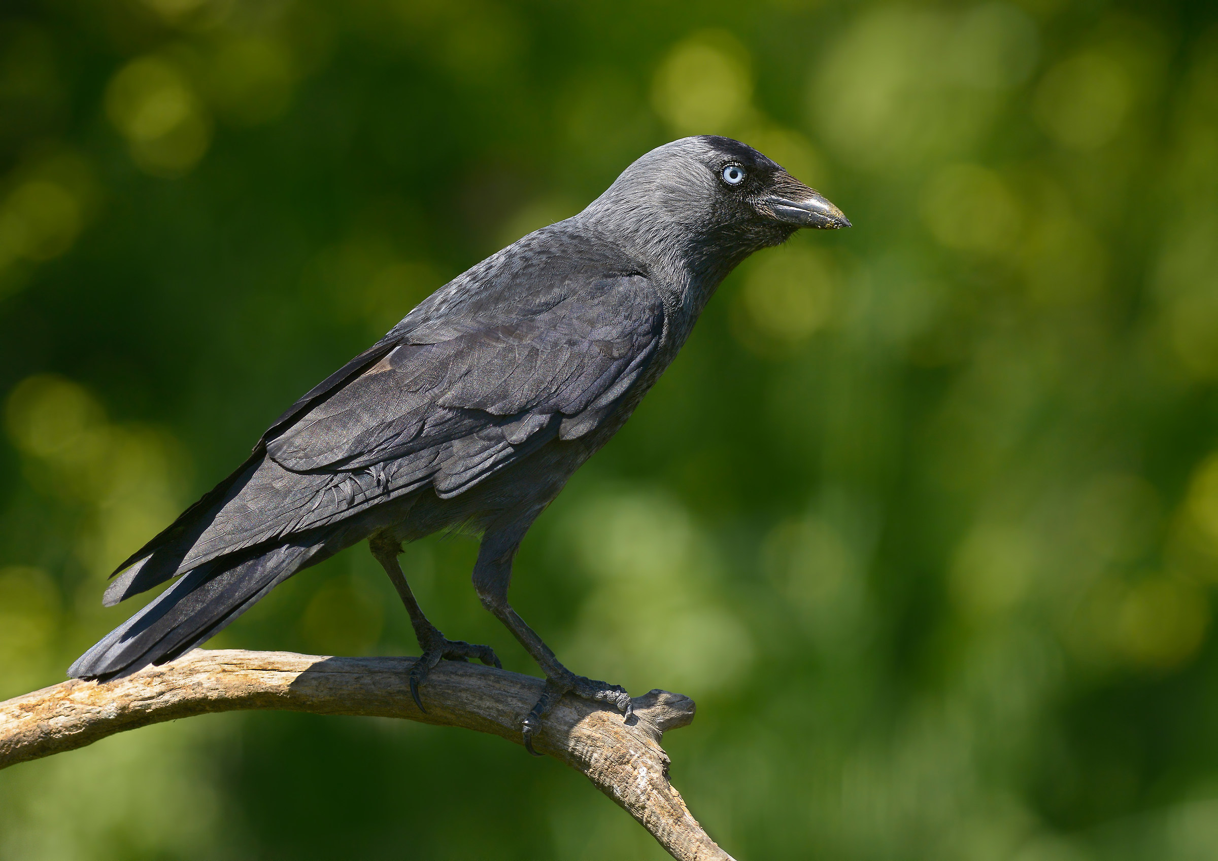 jackdaw