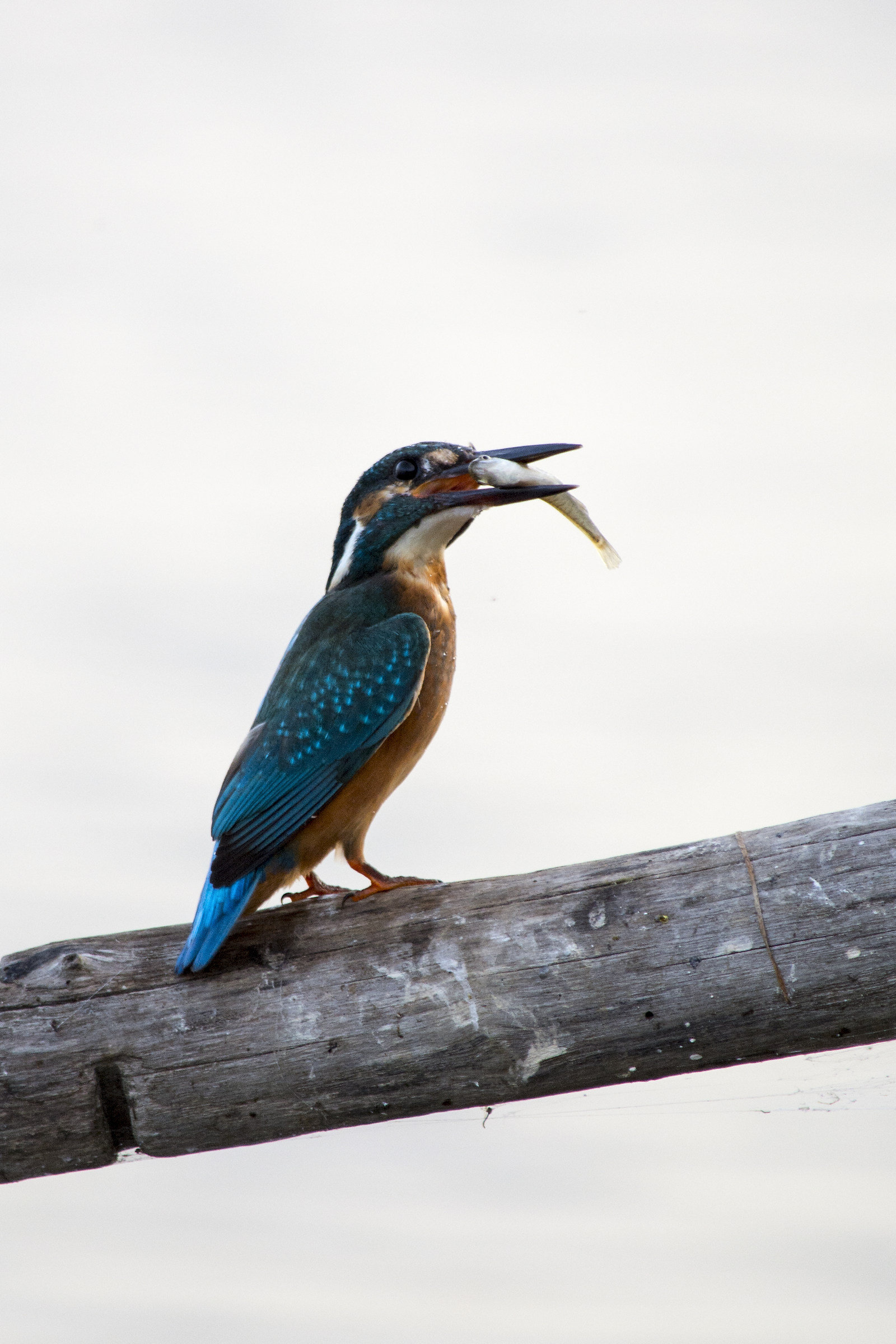 Martin fisherman ...