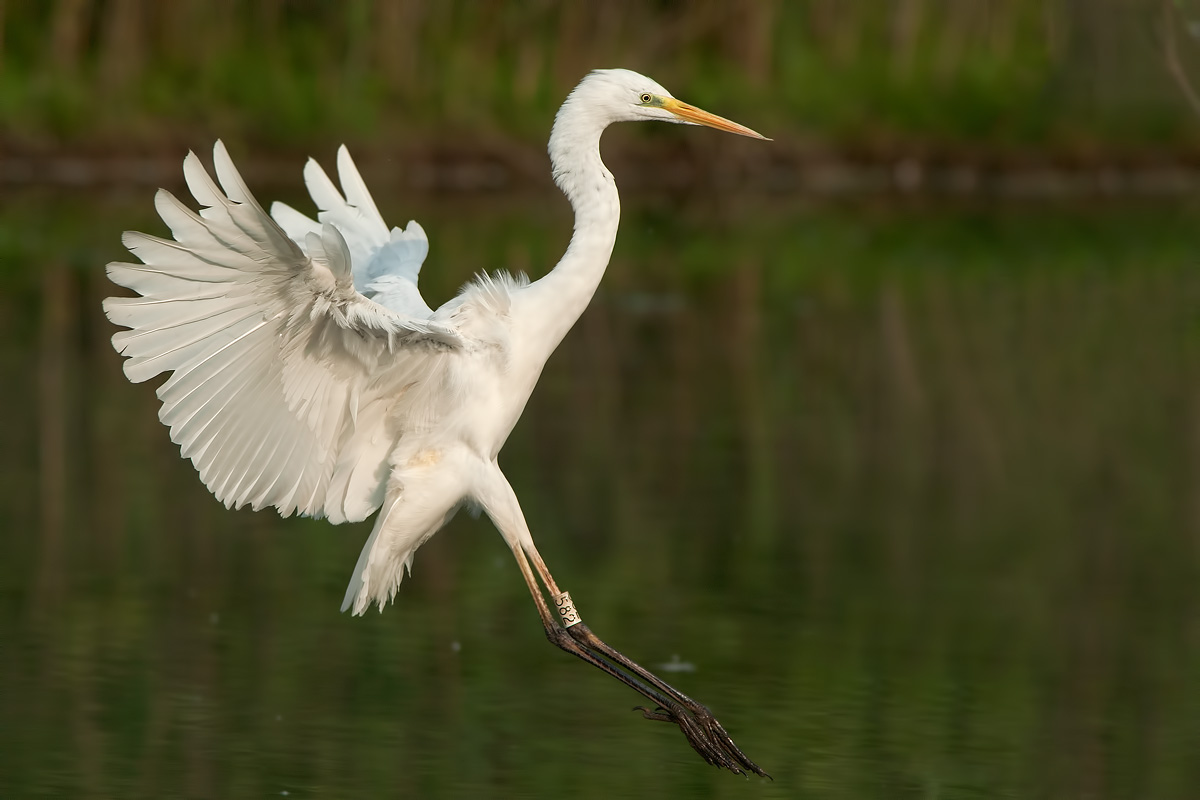 white air 582 landing!