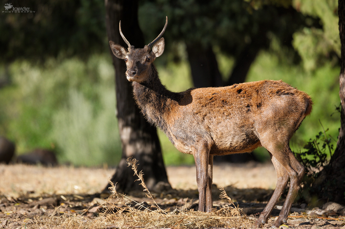 Giovane Maschio di Cervo Sardo