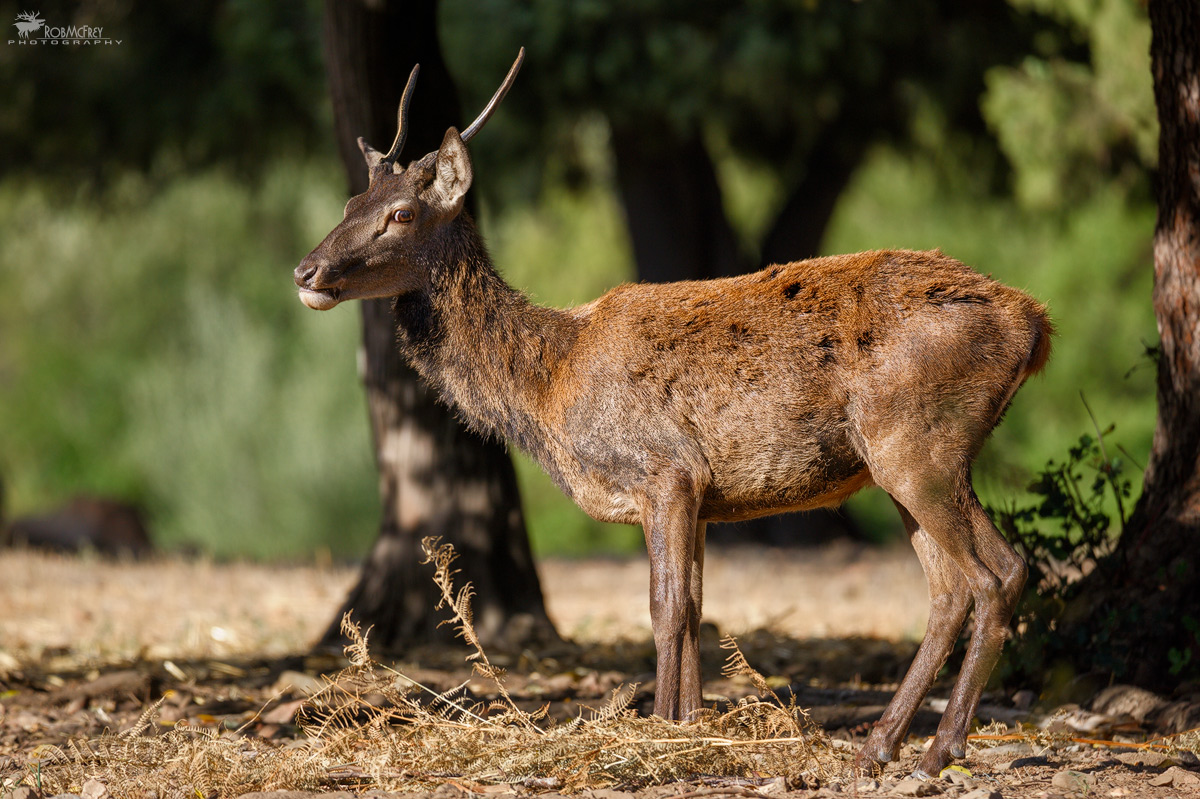 Giovane Maschio di Cervo Sardo