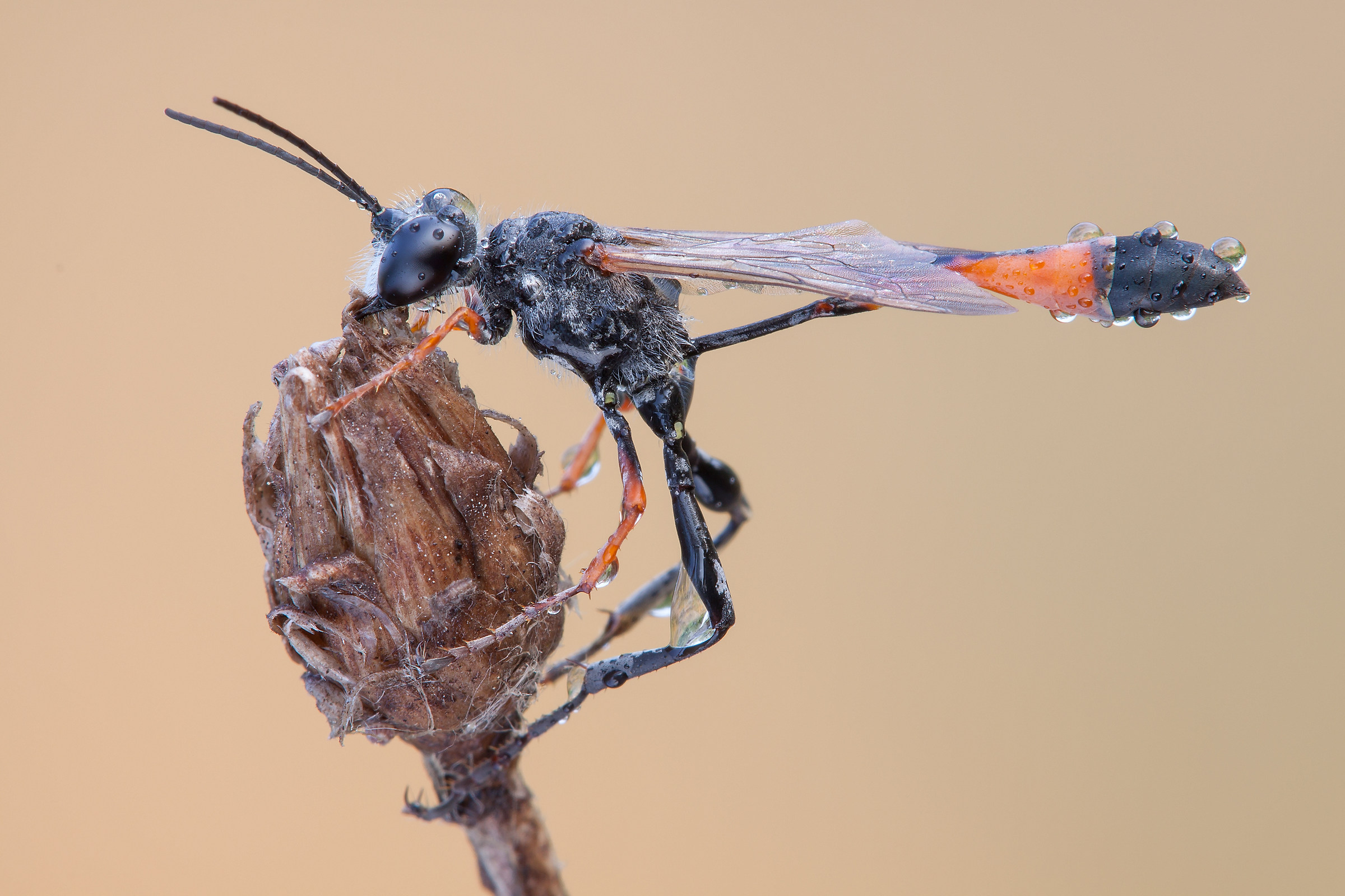 Ammophila procera
