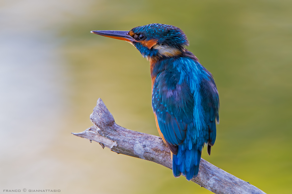Martin Pescatore Femmina.