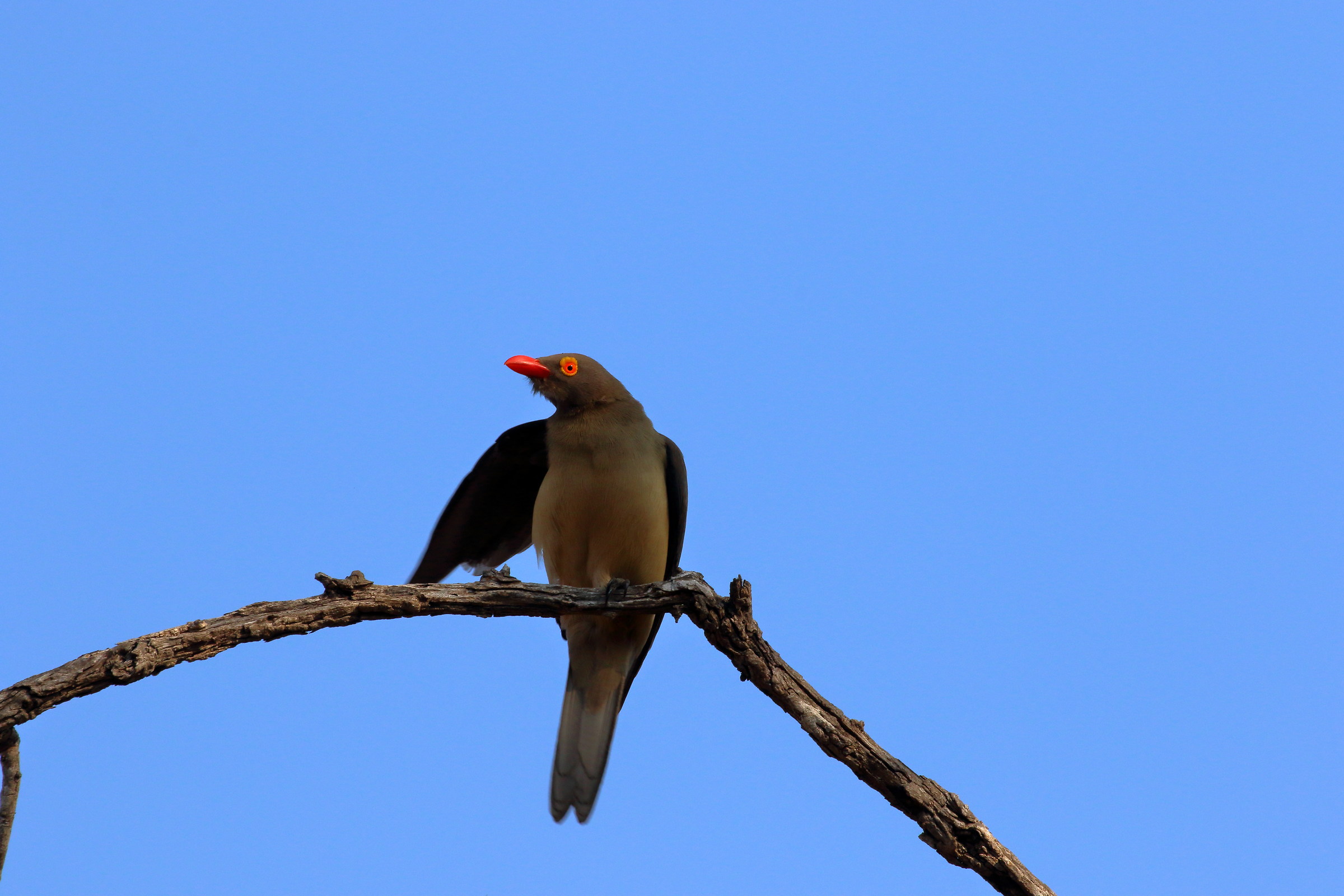 red-billed oxpecker