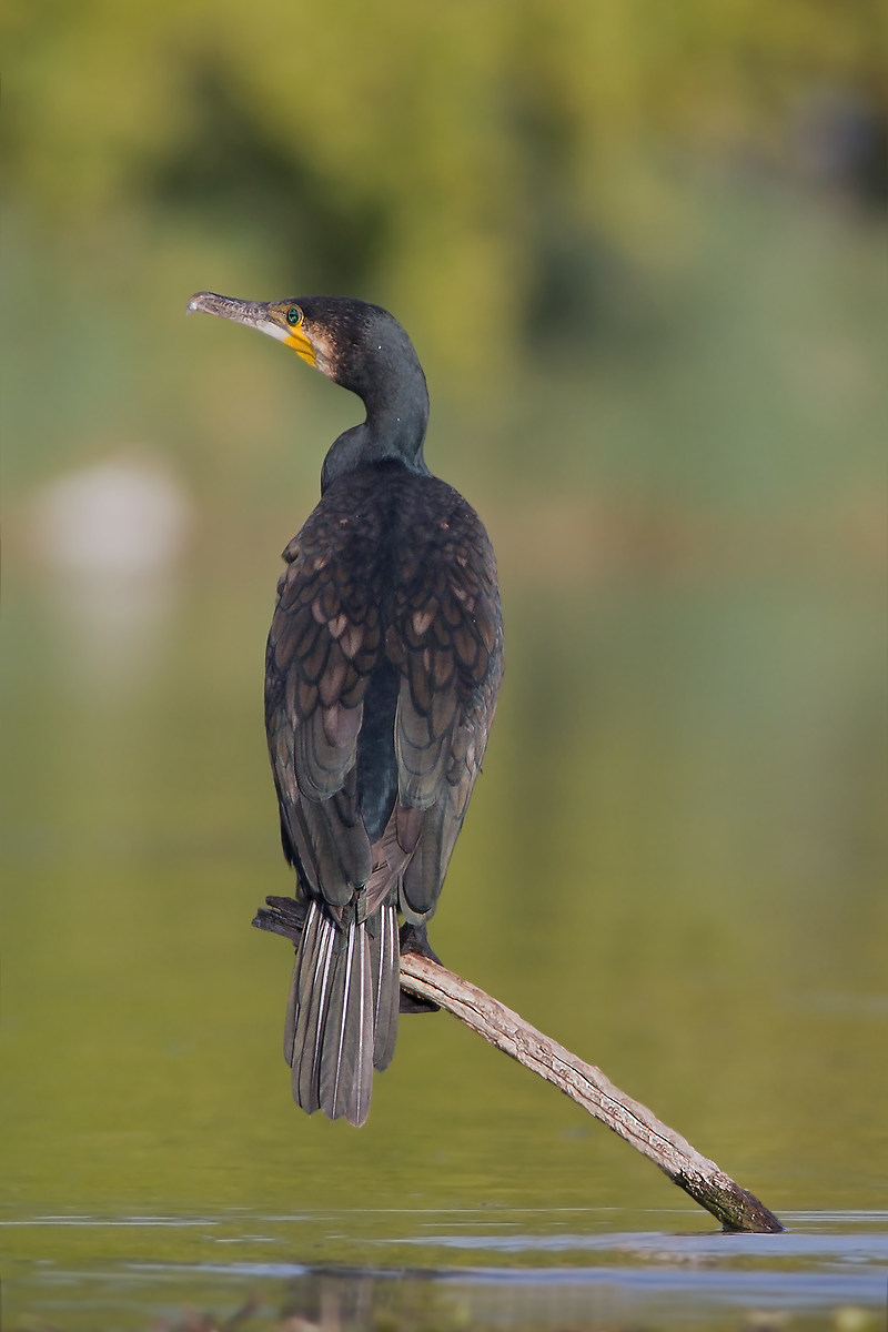 Cormorant
