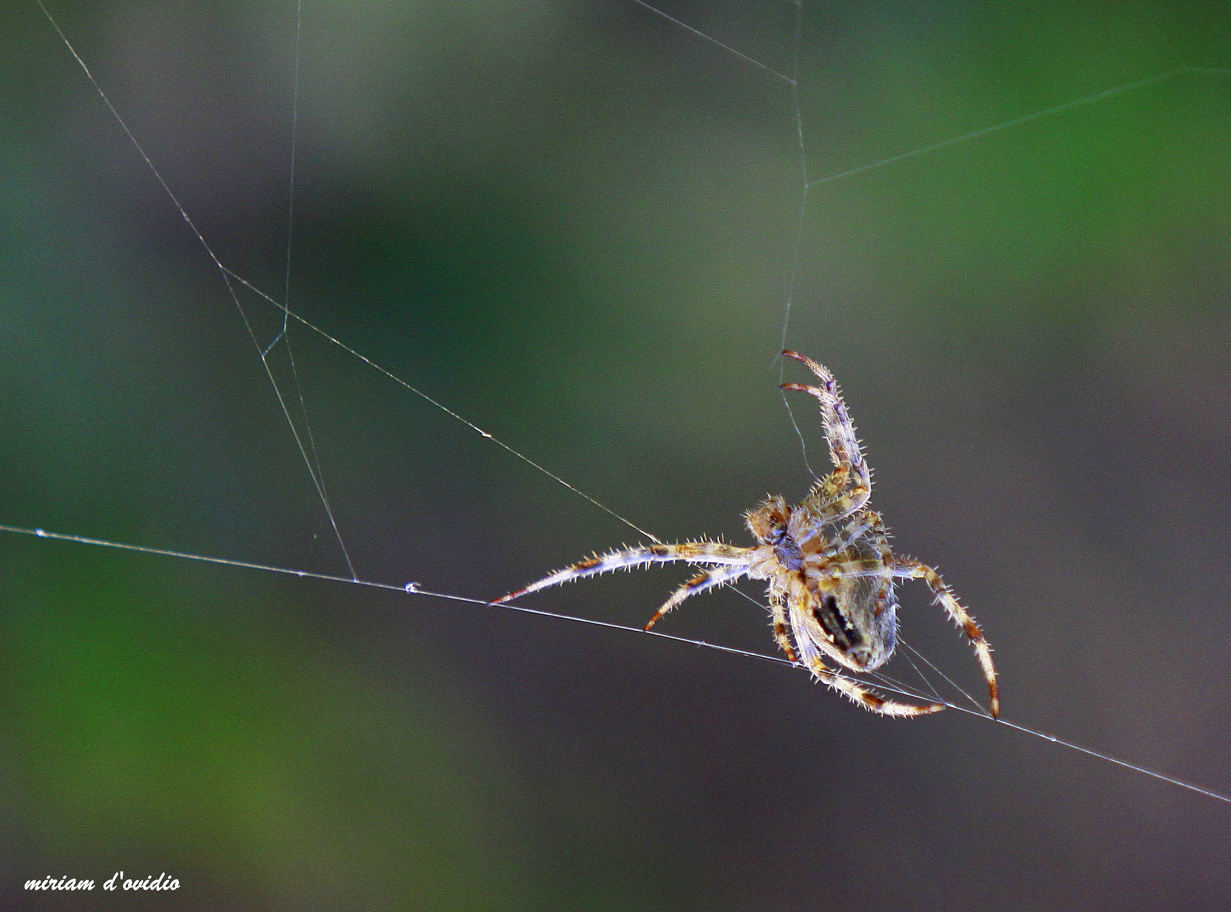 Araneus Diadematus