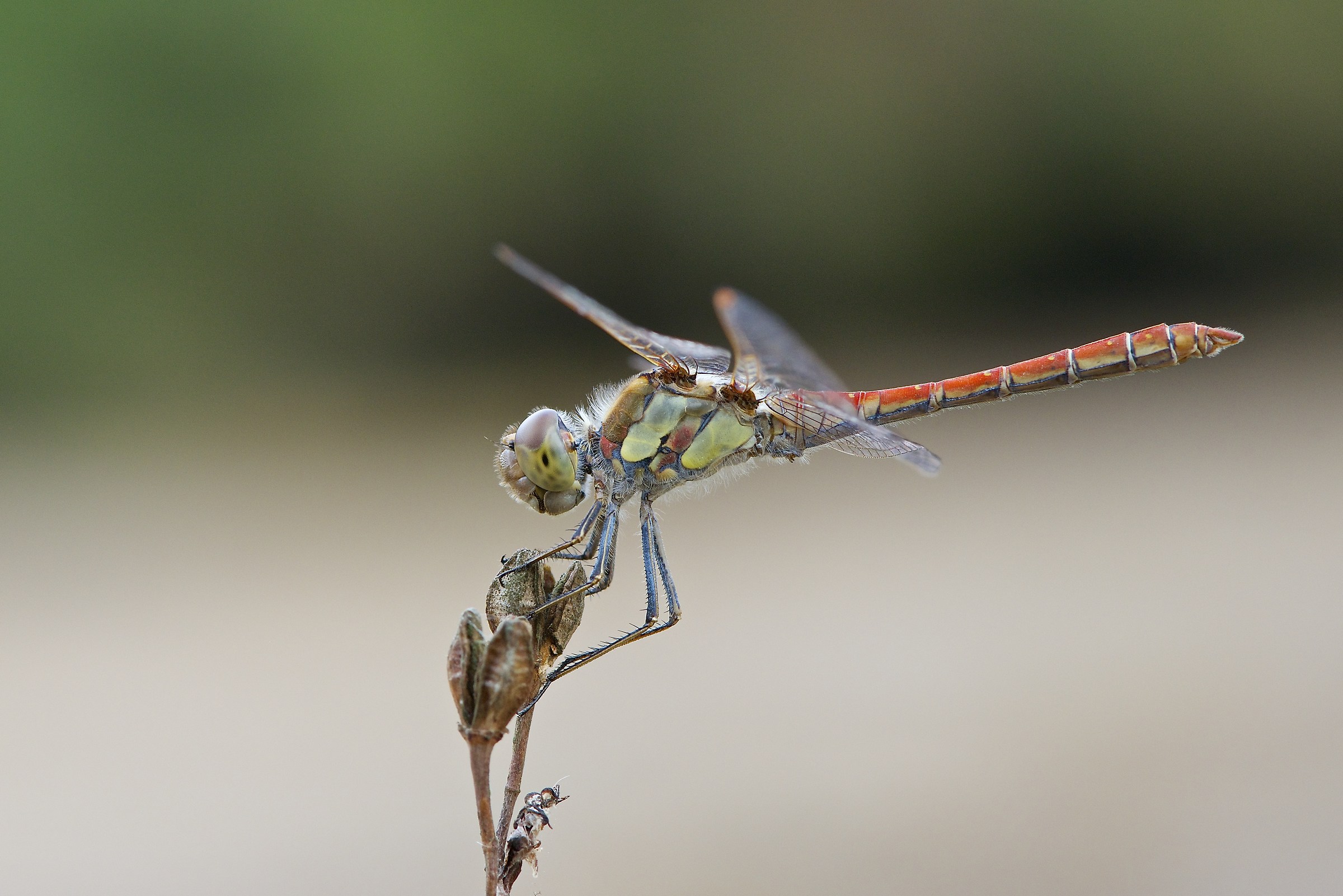 Libellula