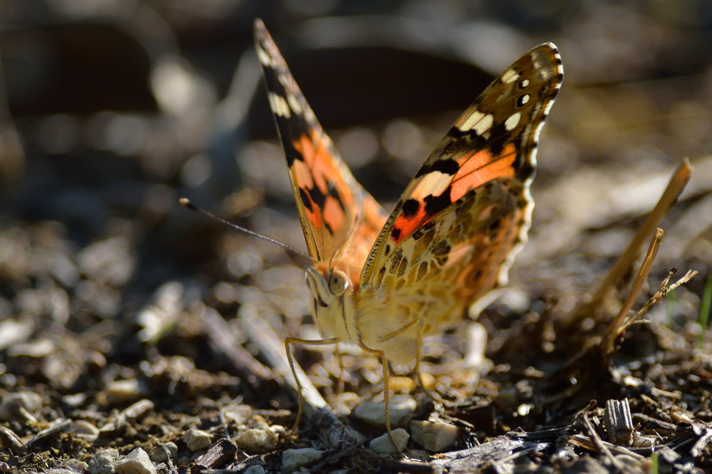 Vanessa cardui