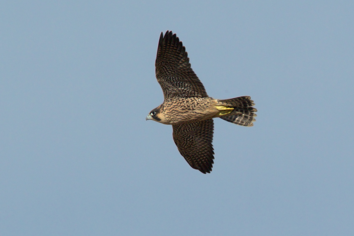 Libero come il vento
