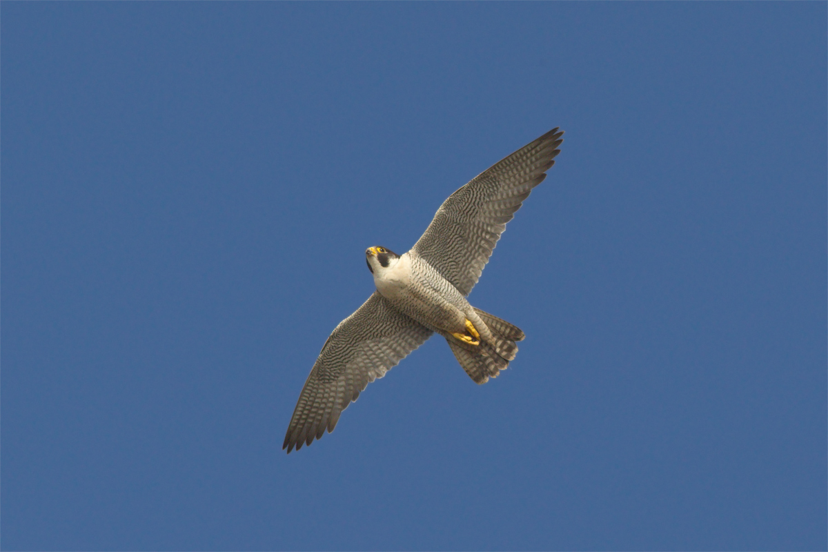 Libera come il vento