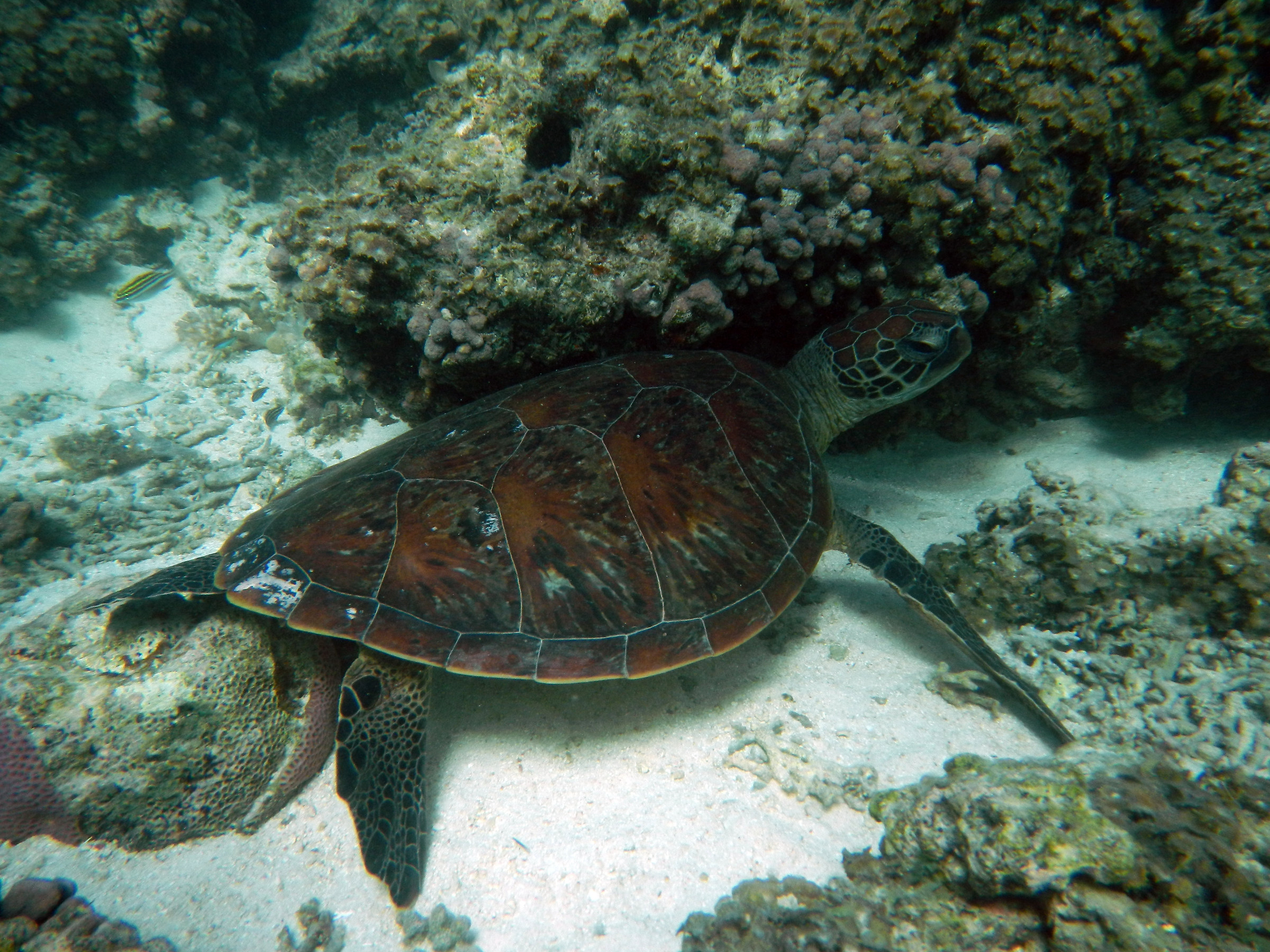 Ruga. Ningaloo Reef. Western Australia.