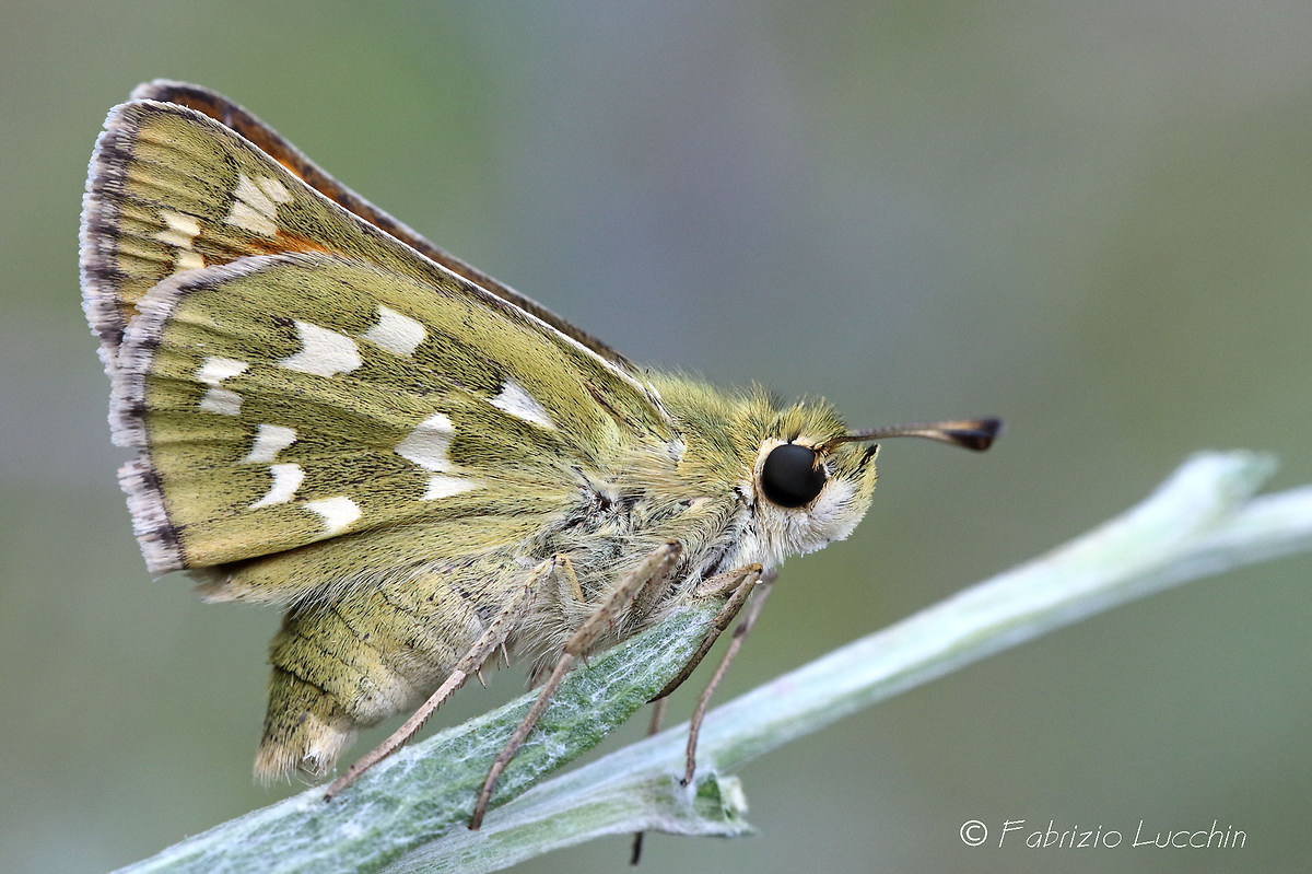 Hesperia comma