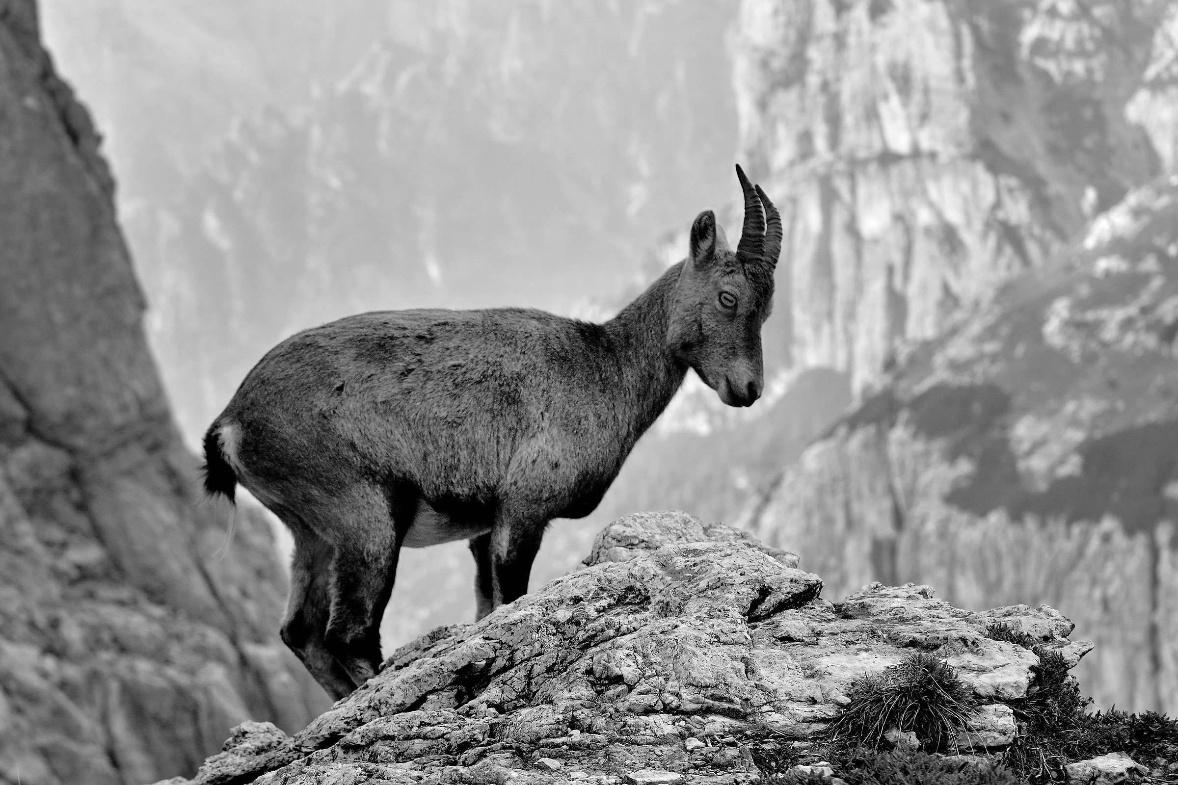 Ibex in BW