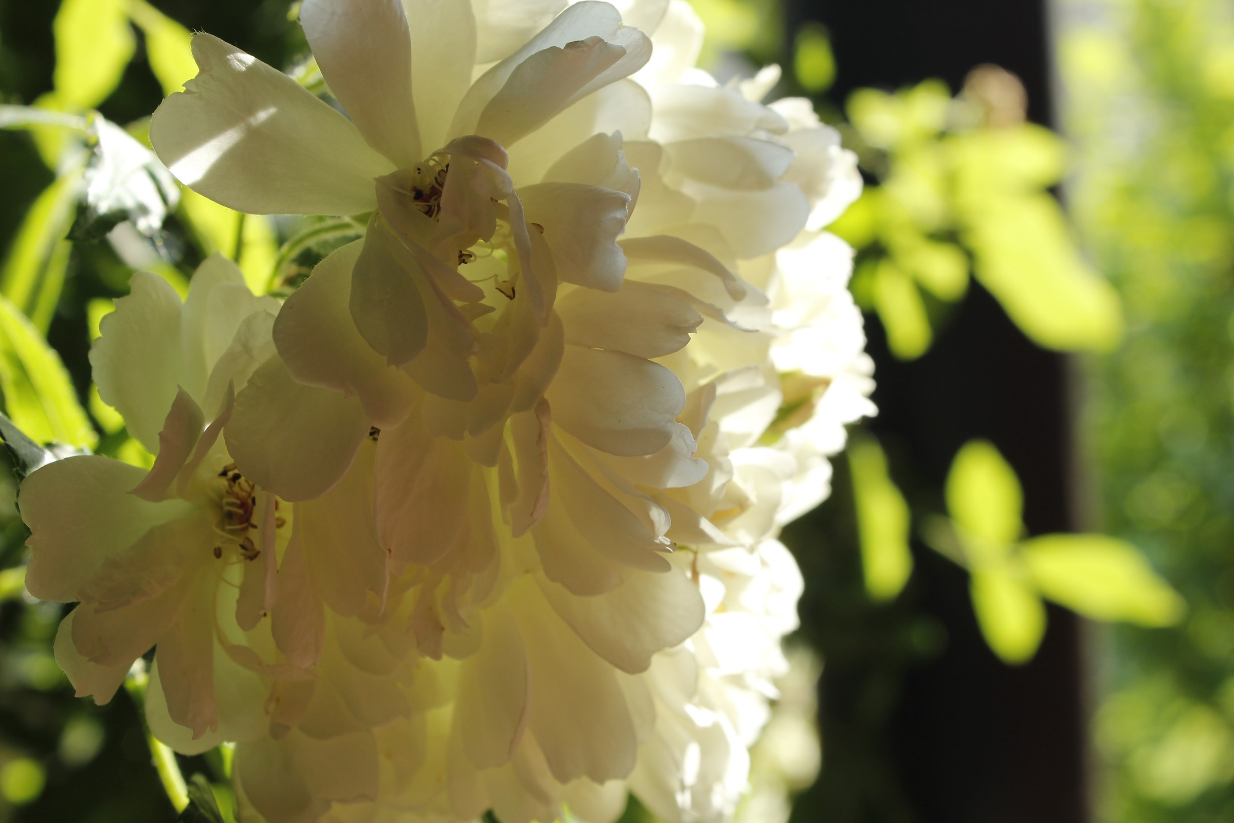 small beauties of nature