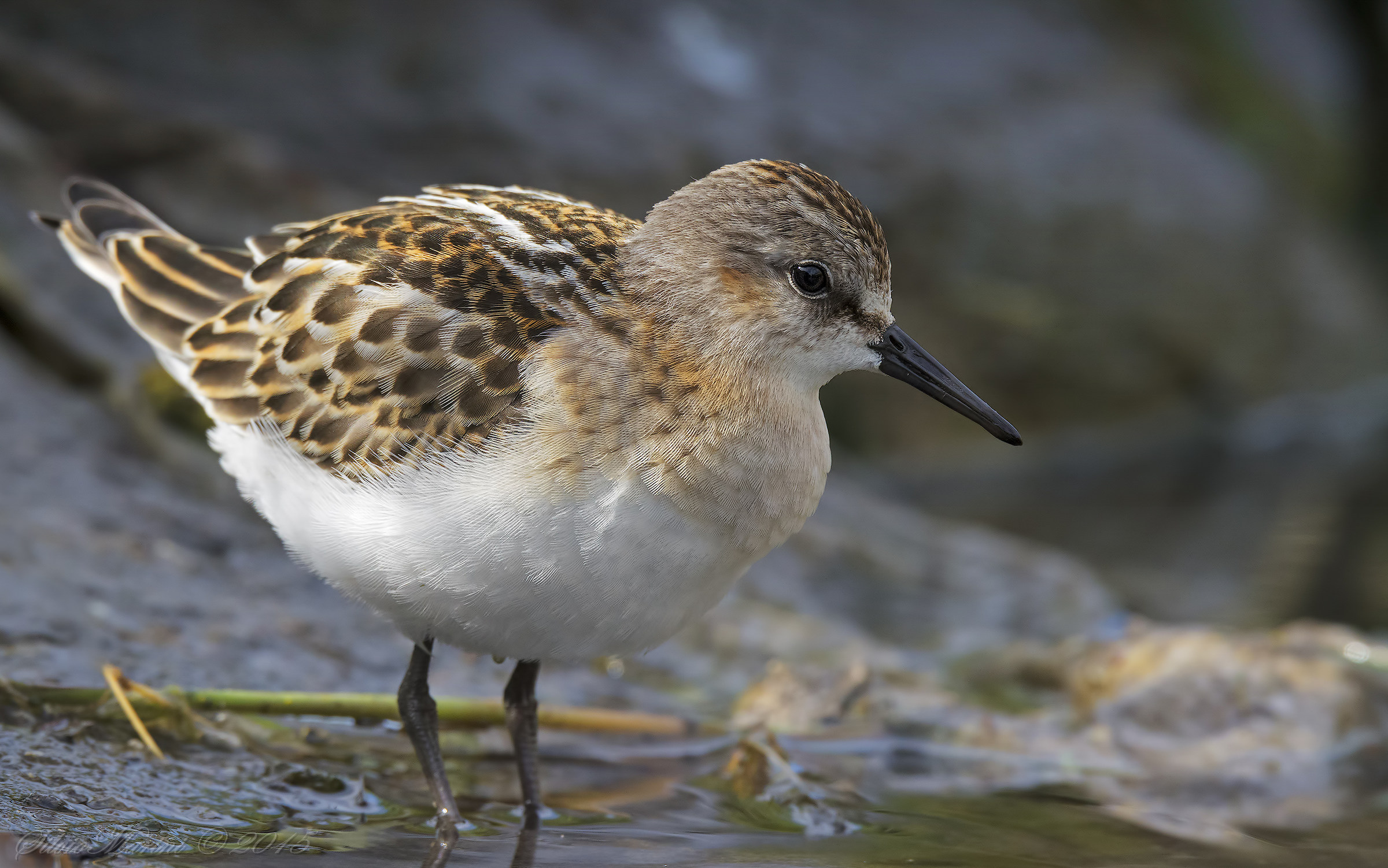 Little Stint (Calidris minuta)