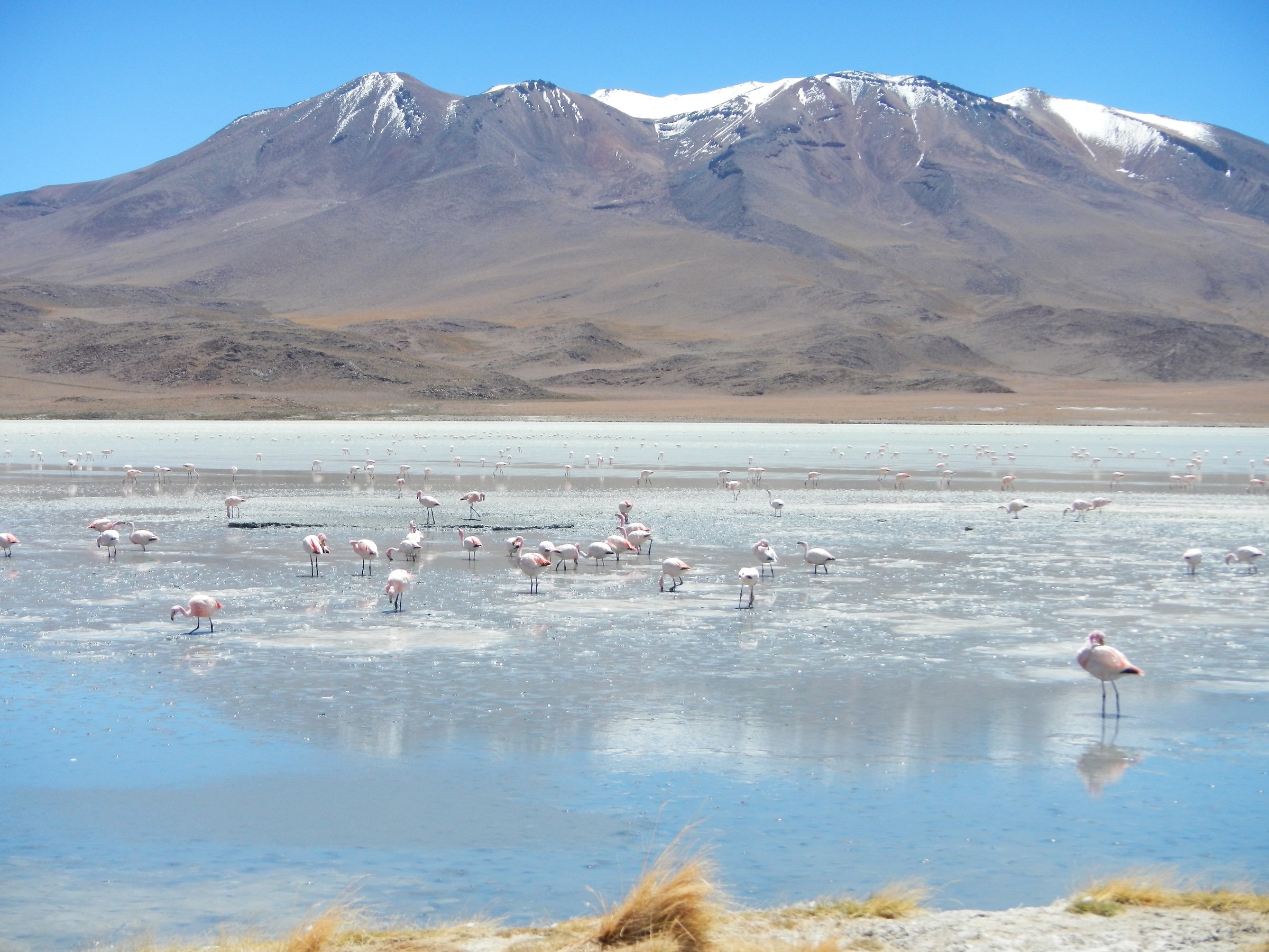 Bolivia. Altiplano Lagoon