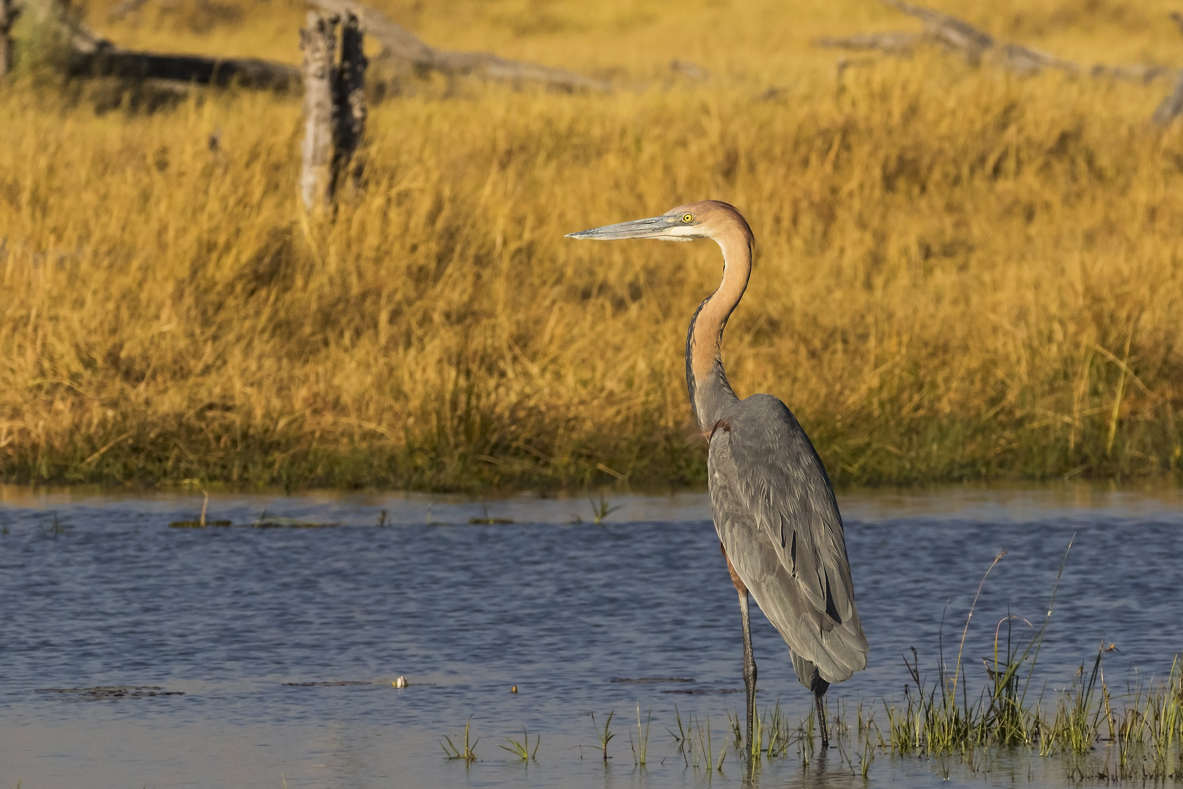 Goliath heron