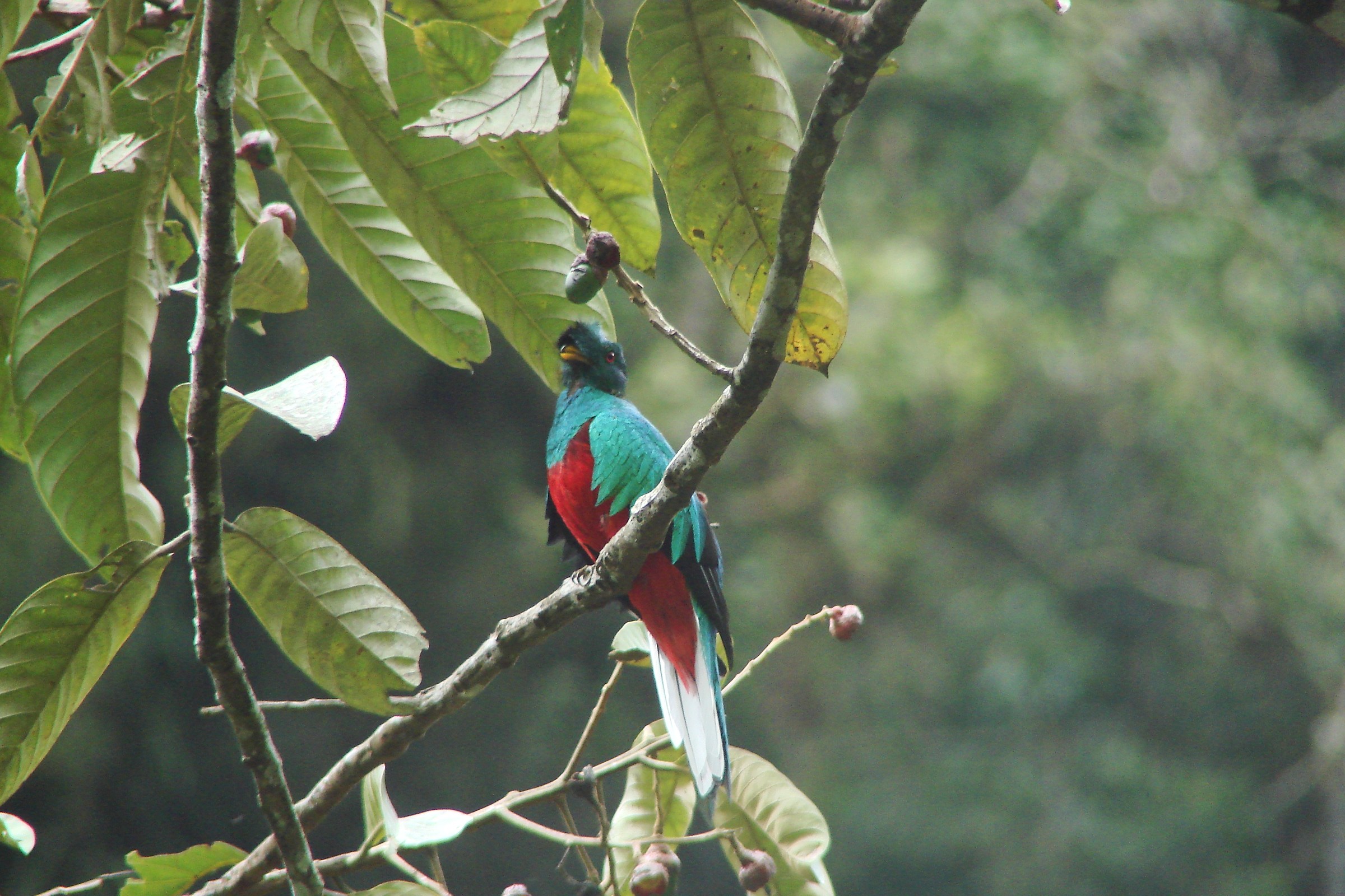resplendent quetzal