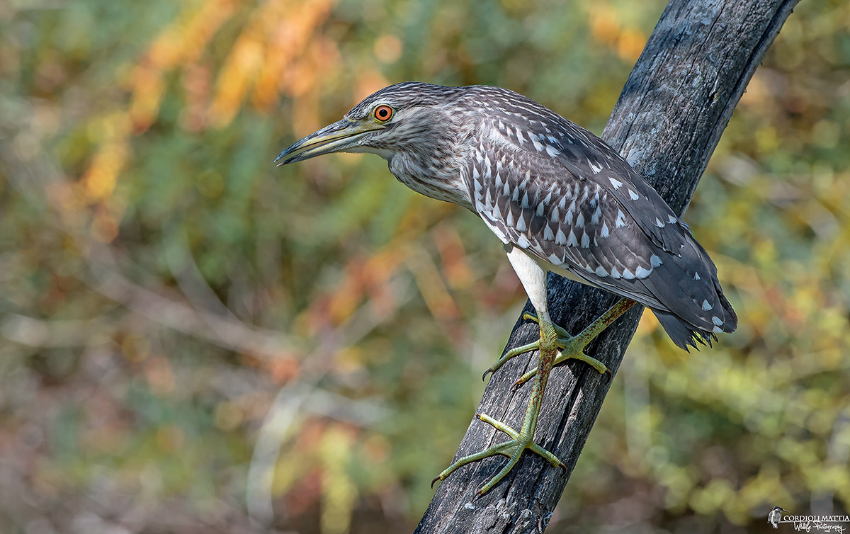 Night Heron in Technicolor