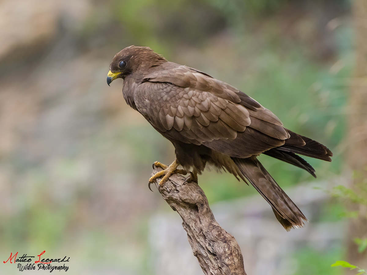 Falco Pecchiaiolo Giovane