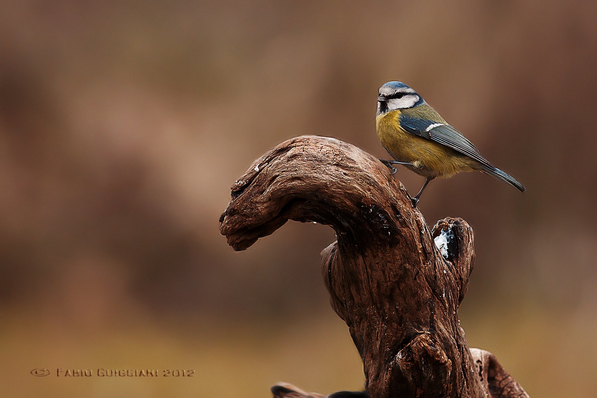 Blue Tit