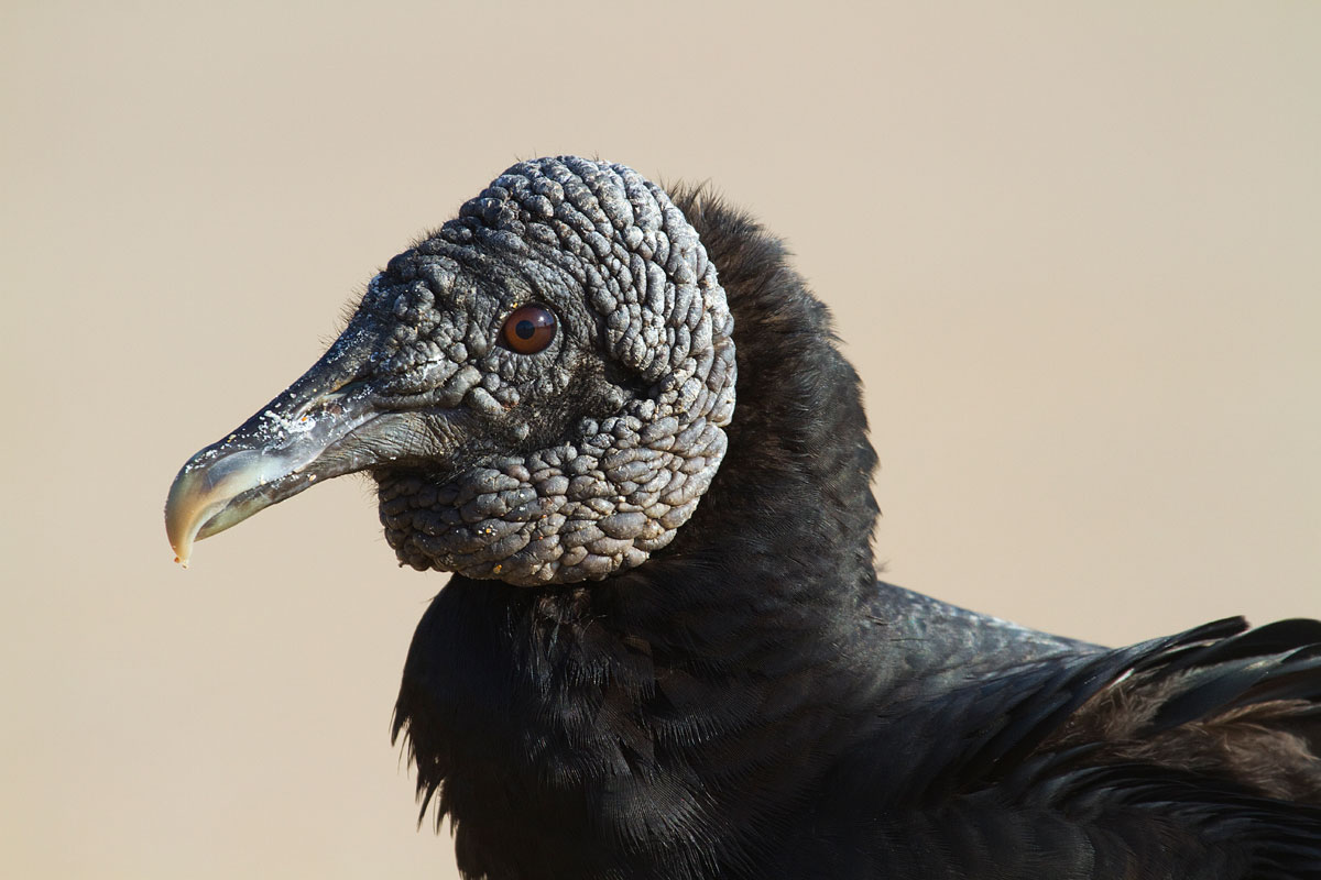 URUBU-Coragyps atratus