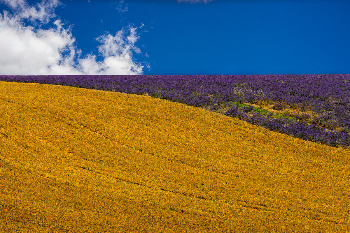 Provenza: Grano e Lavanda