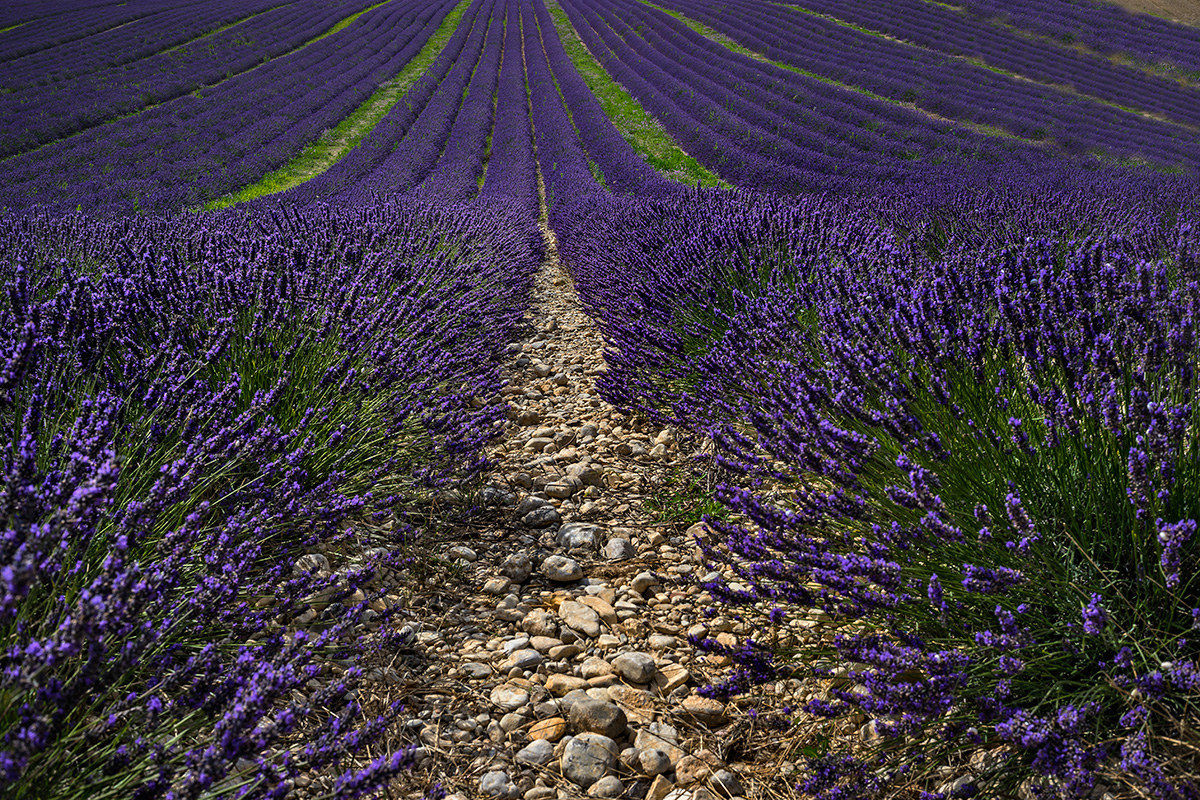 Campo di Lavanda
