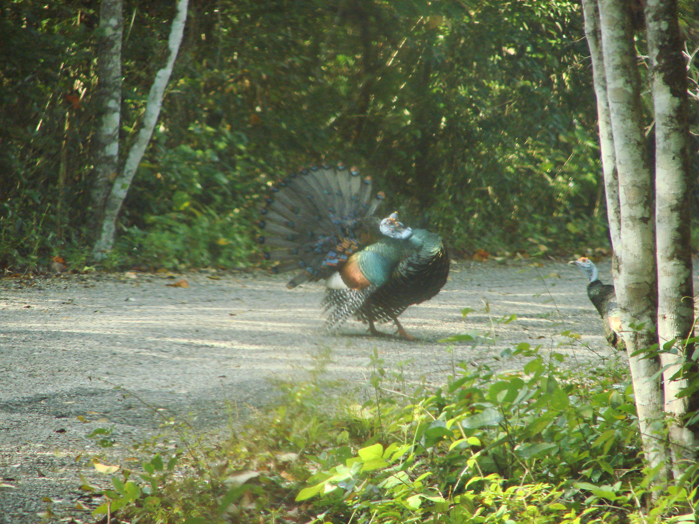 Ocellated turkey in love