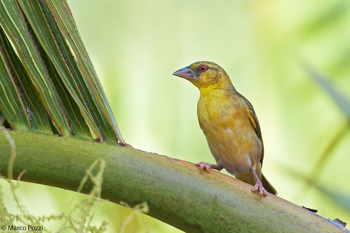 Female Village Weaver
