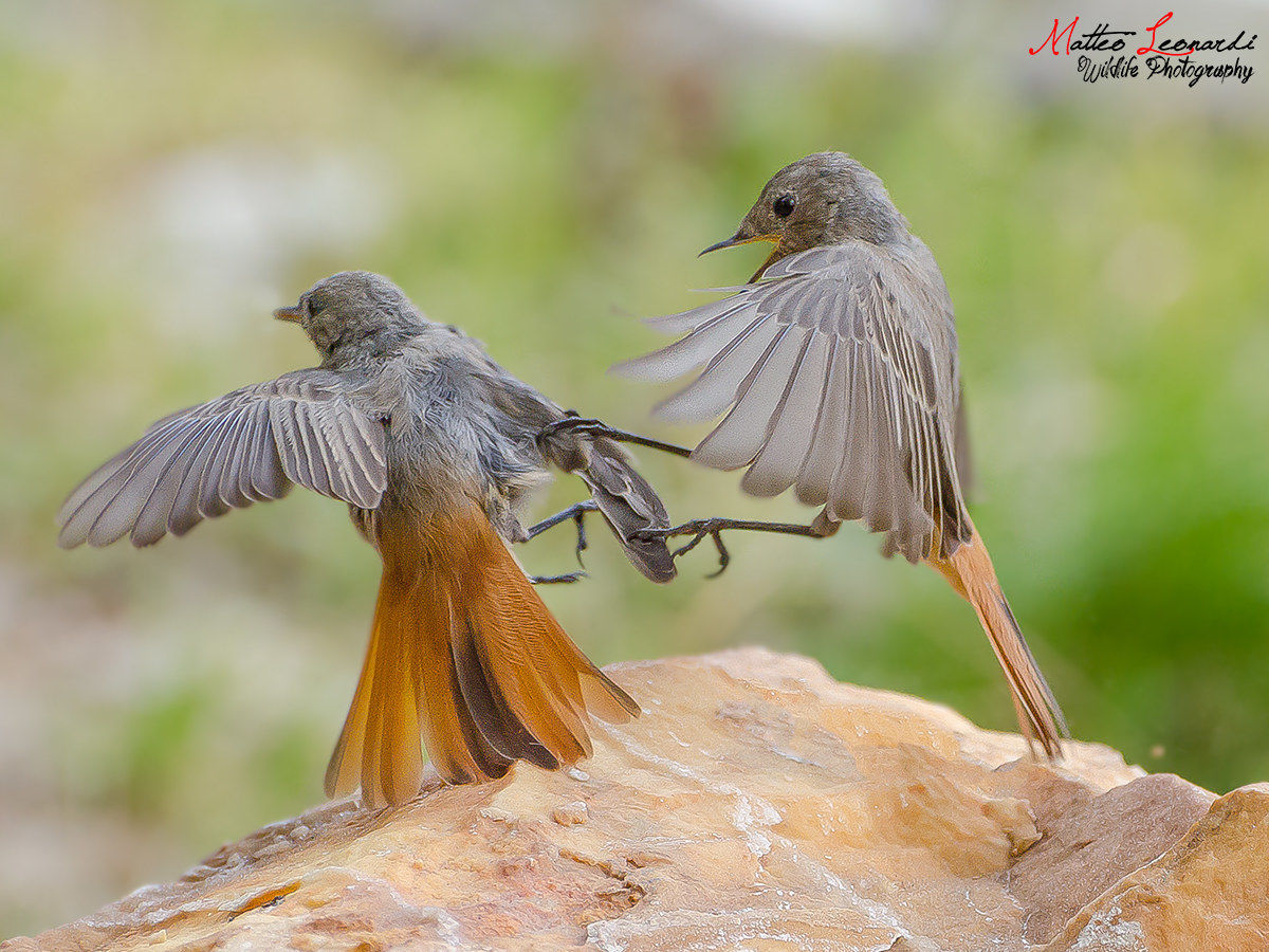 Fight Club - Codirosso Spazzacamino - Alpi Apuane