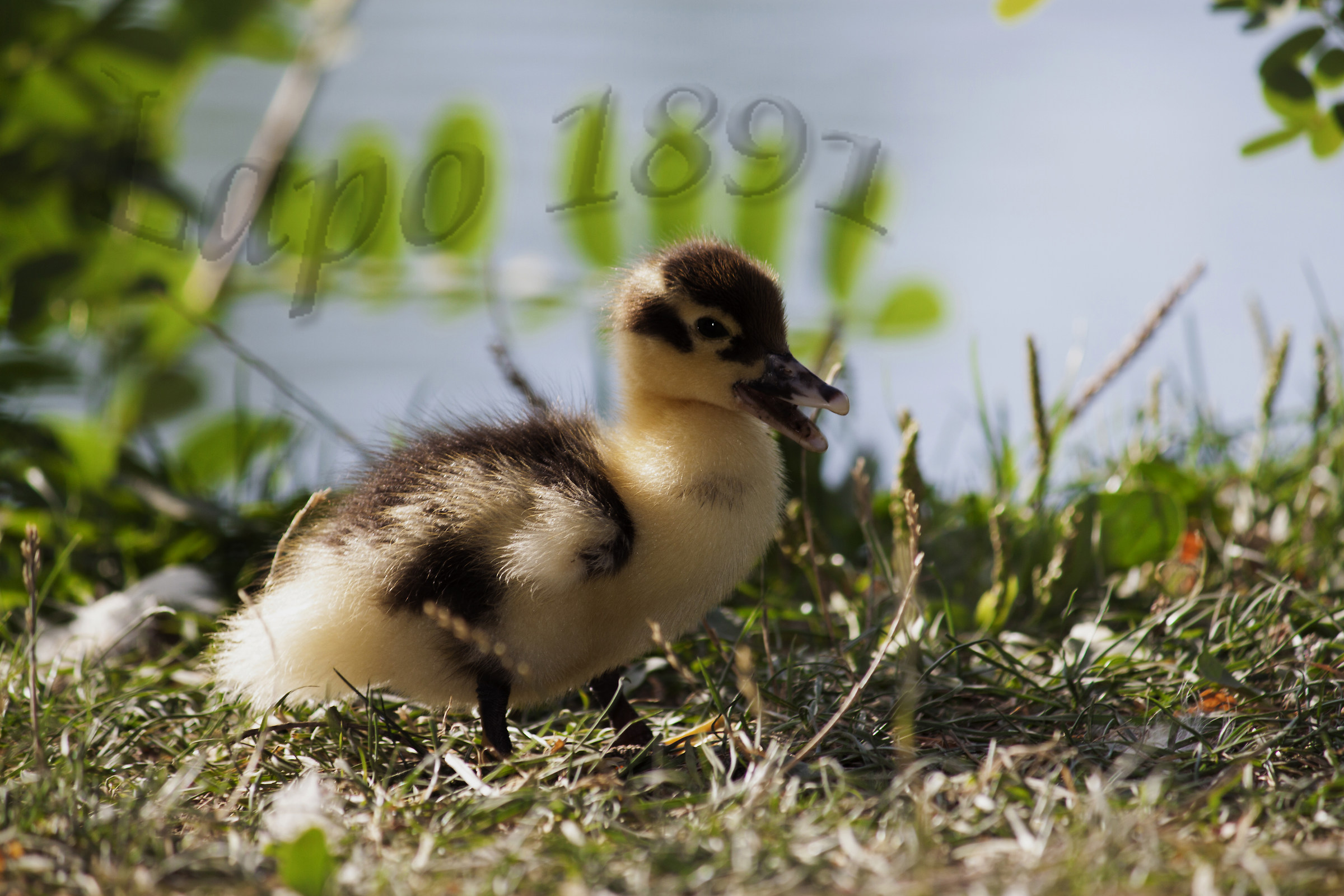 Il bell'anatroccolo!!