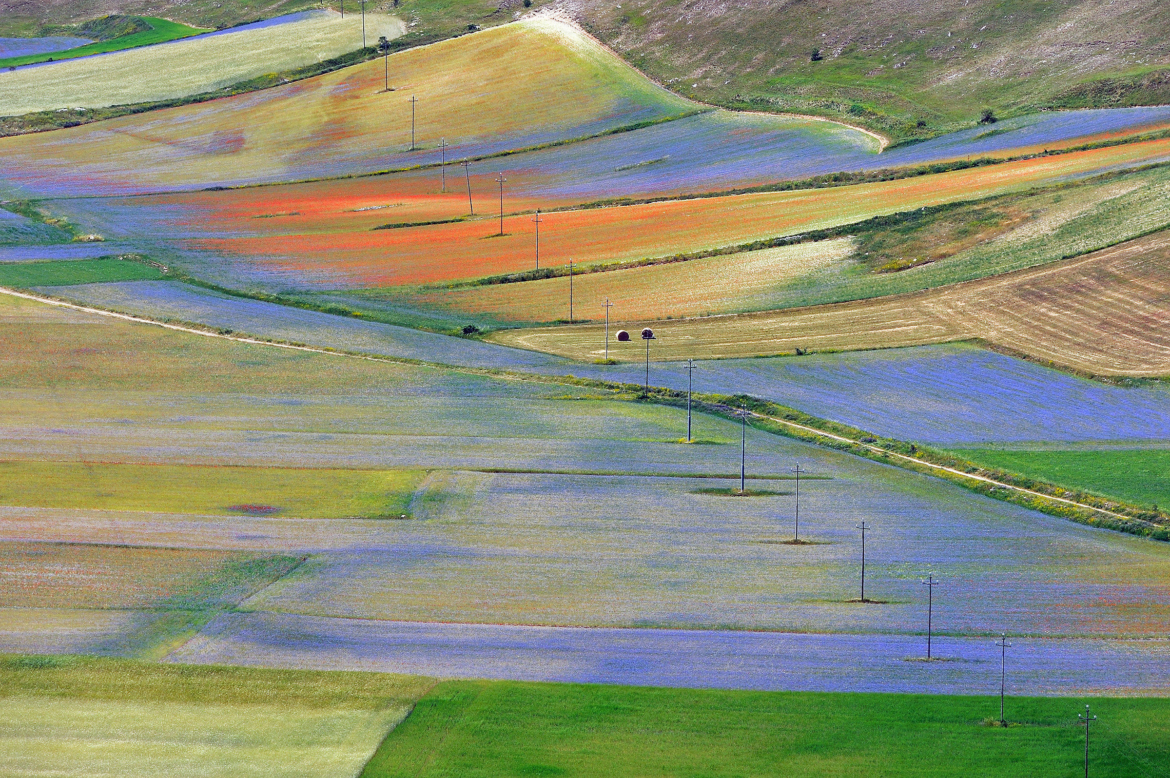 Castelluccio bloom .....
