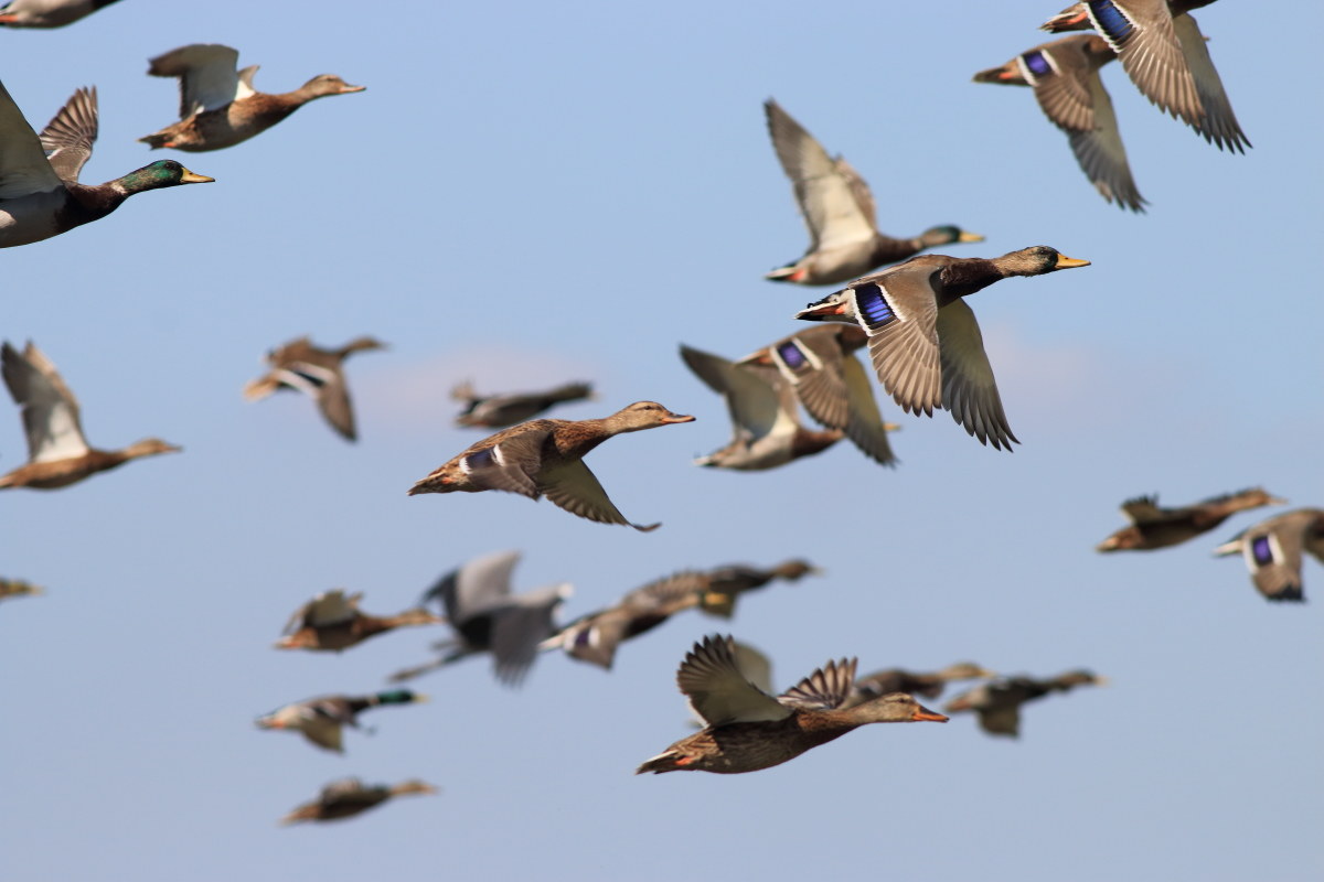 But many of you. . .