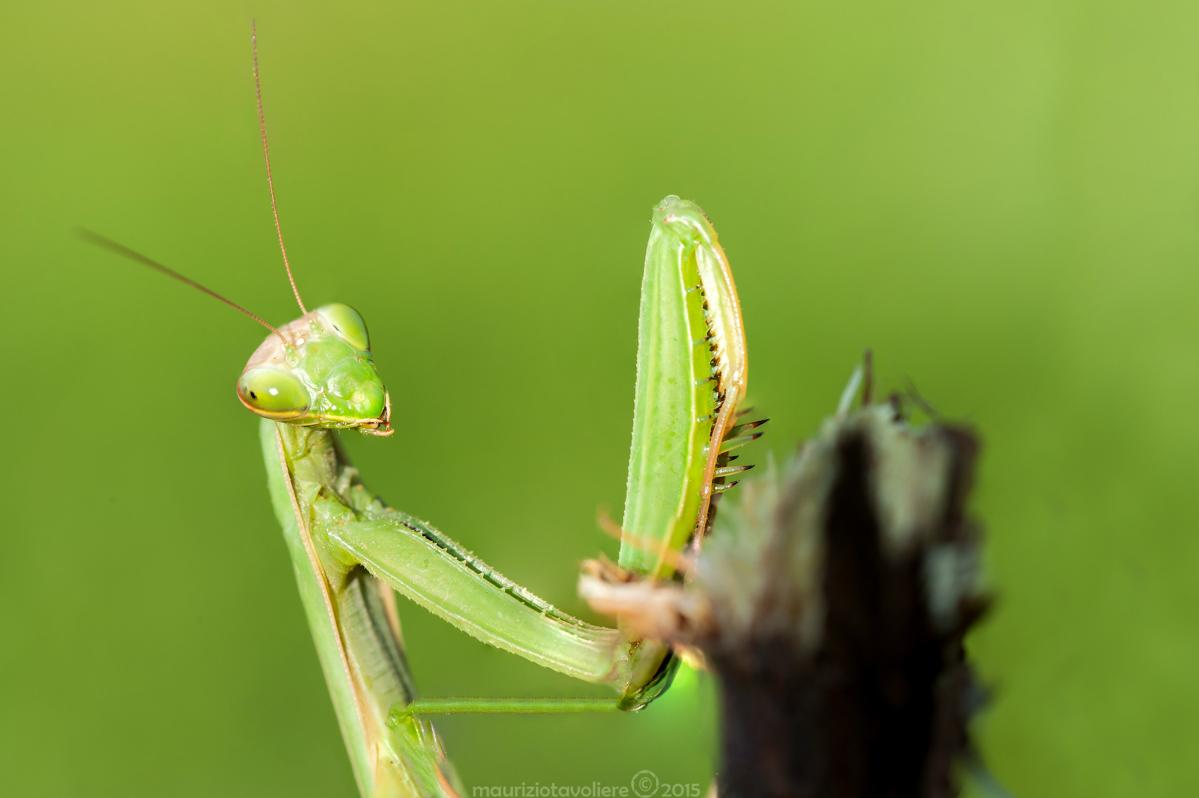 Mantis religiosa Linnaeus, 1758