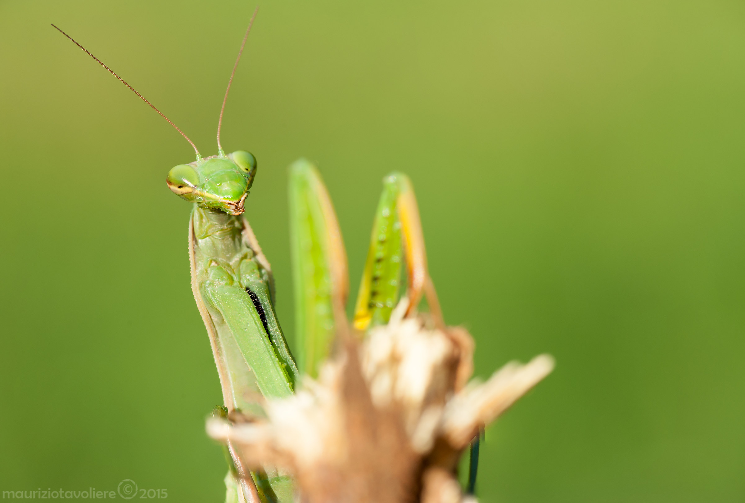 Mantis religiosa Linnaeus, 1758