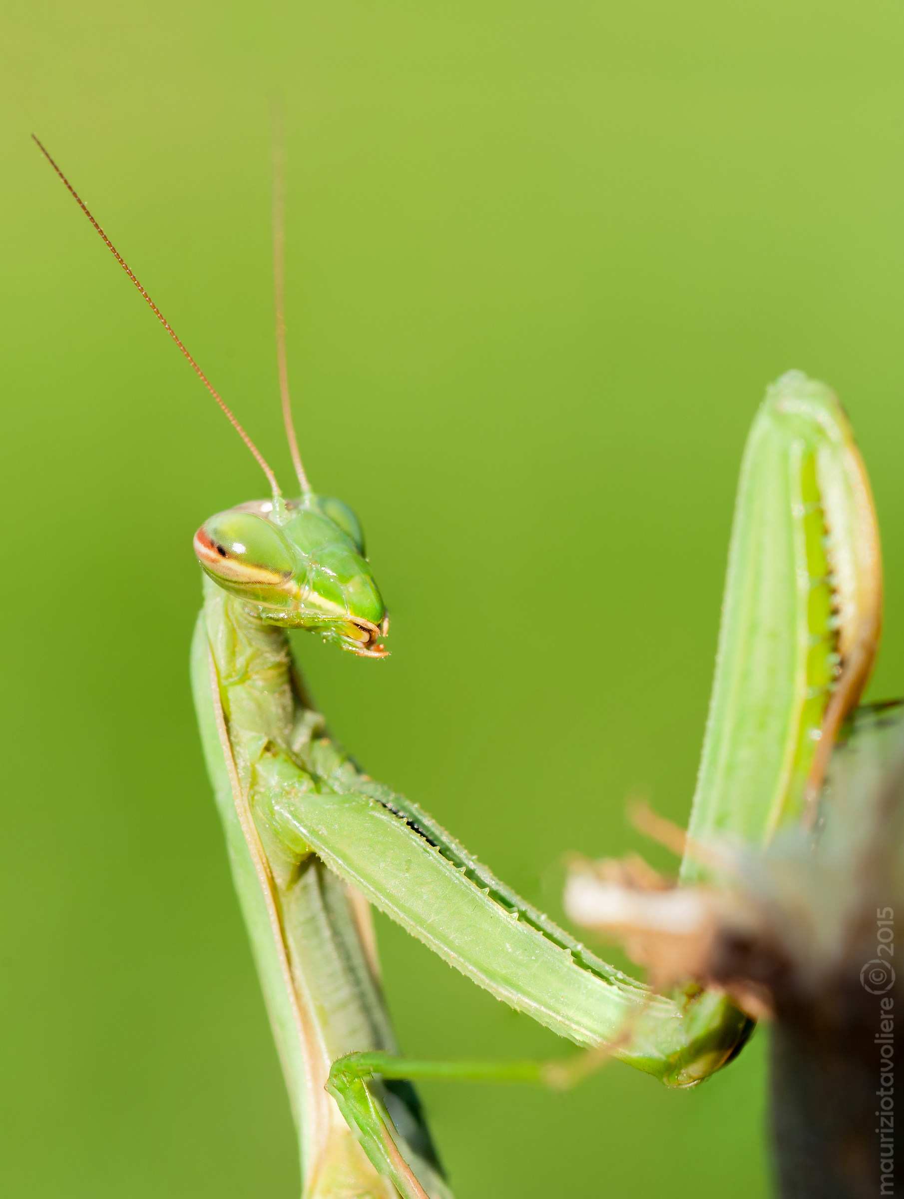 Mantis religiosa Linnaeus, 1758