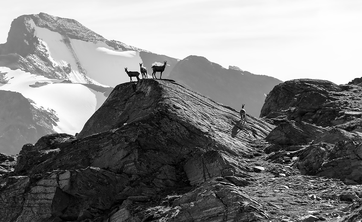 Chamois to Coast Civetta