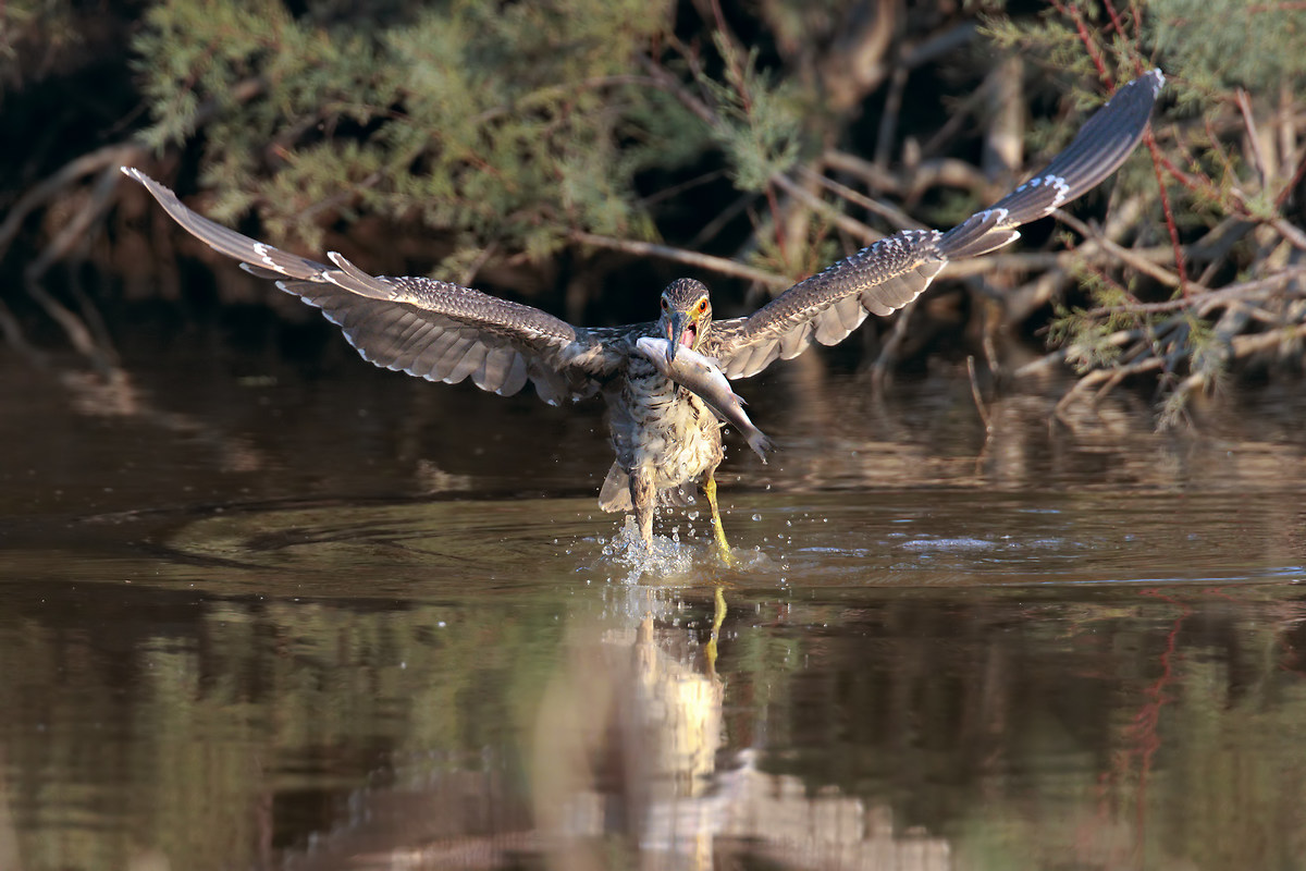 Pluff! - La facile pesca della nitticora