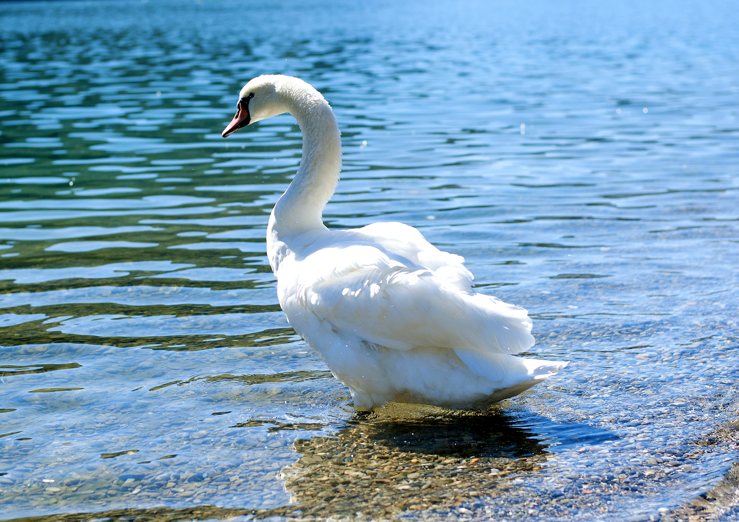 Cigni a Porlezza in provincia di Como