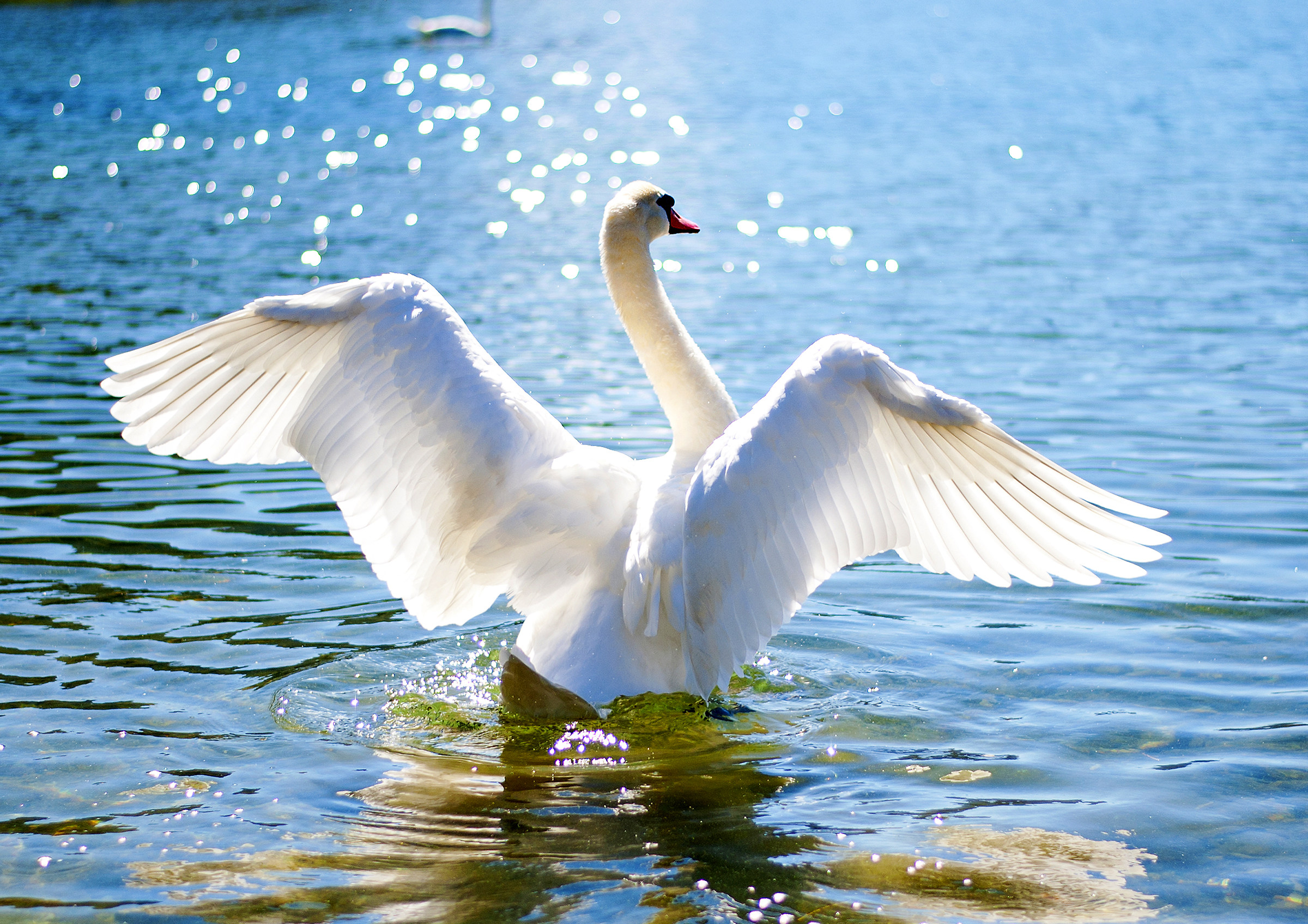 Cigni a Porlezza in provincia di Como