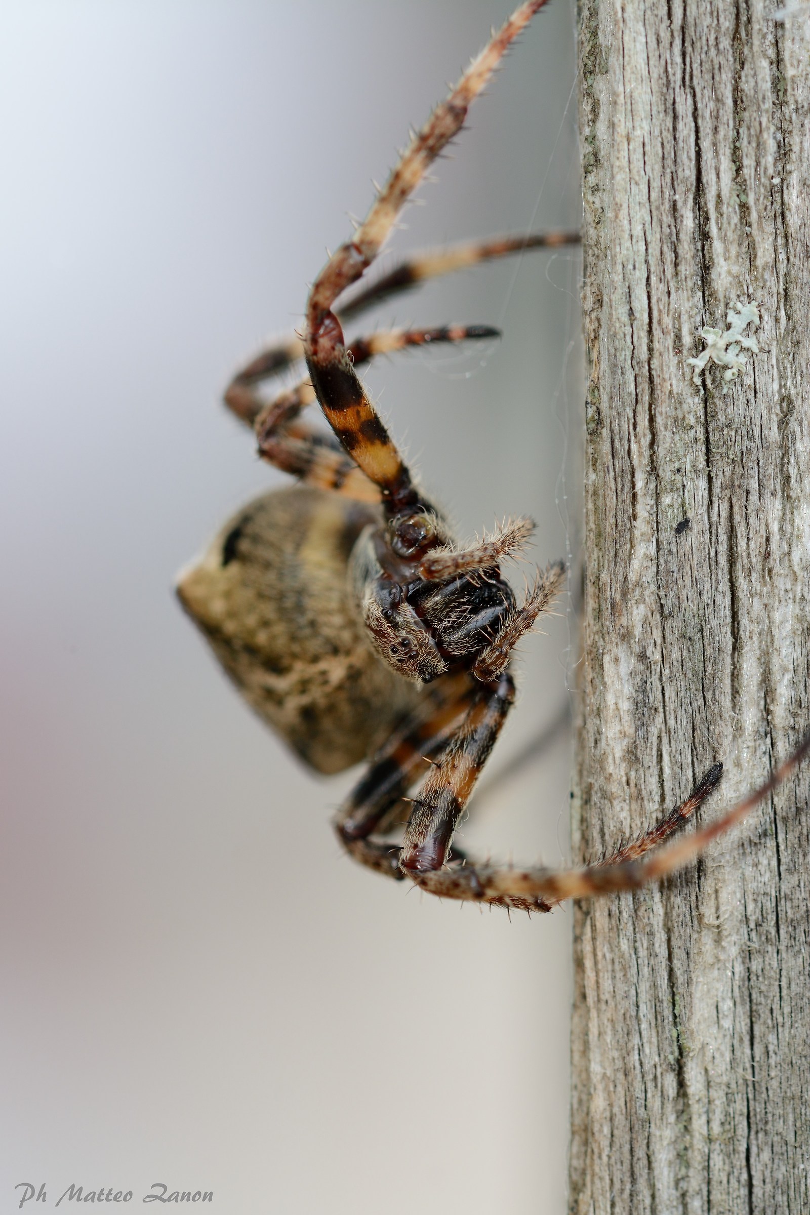 The delicacy of spider