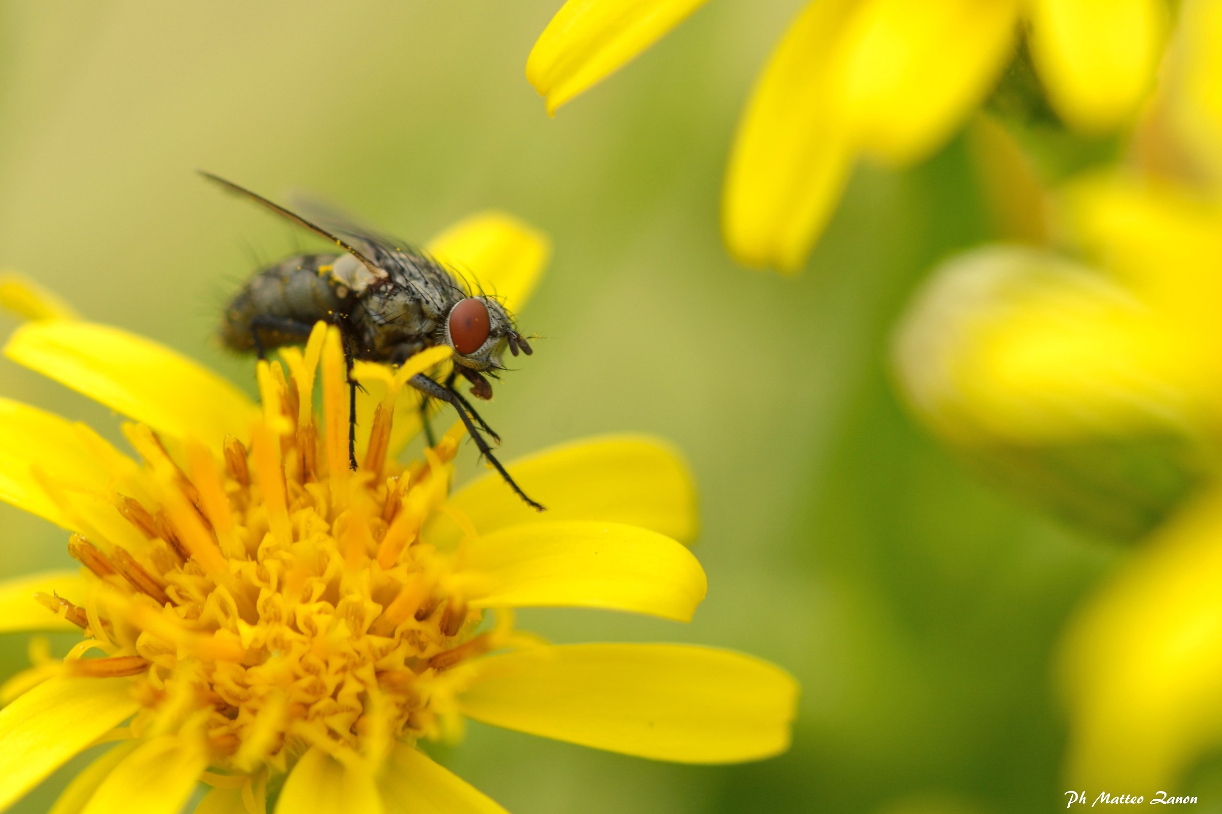 Dinner with flowers
