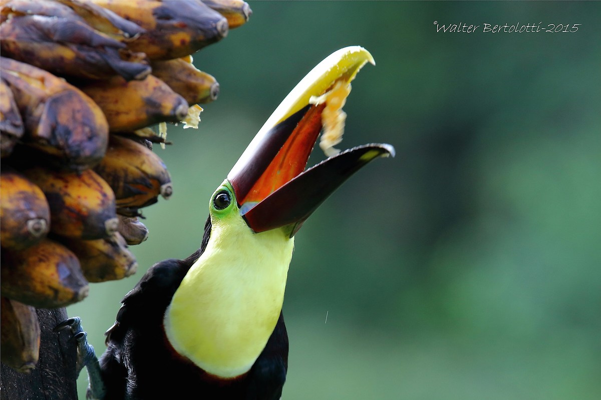 black-mandibled toucan (Ramphastos ambiguus)