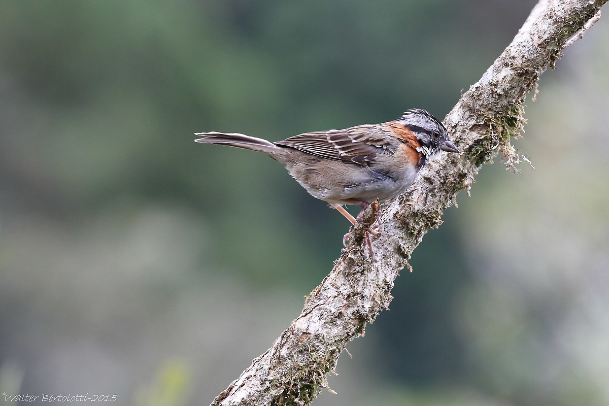 rufous-collared sparrow (Zonotrichia capensis)